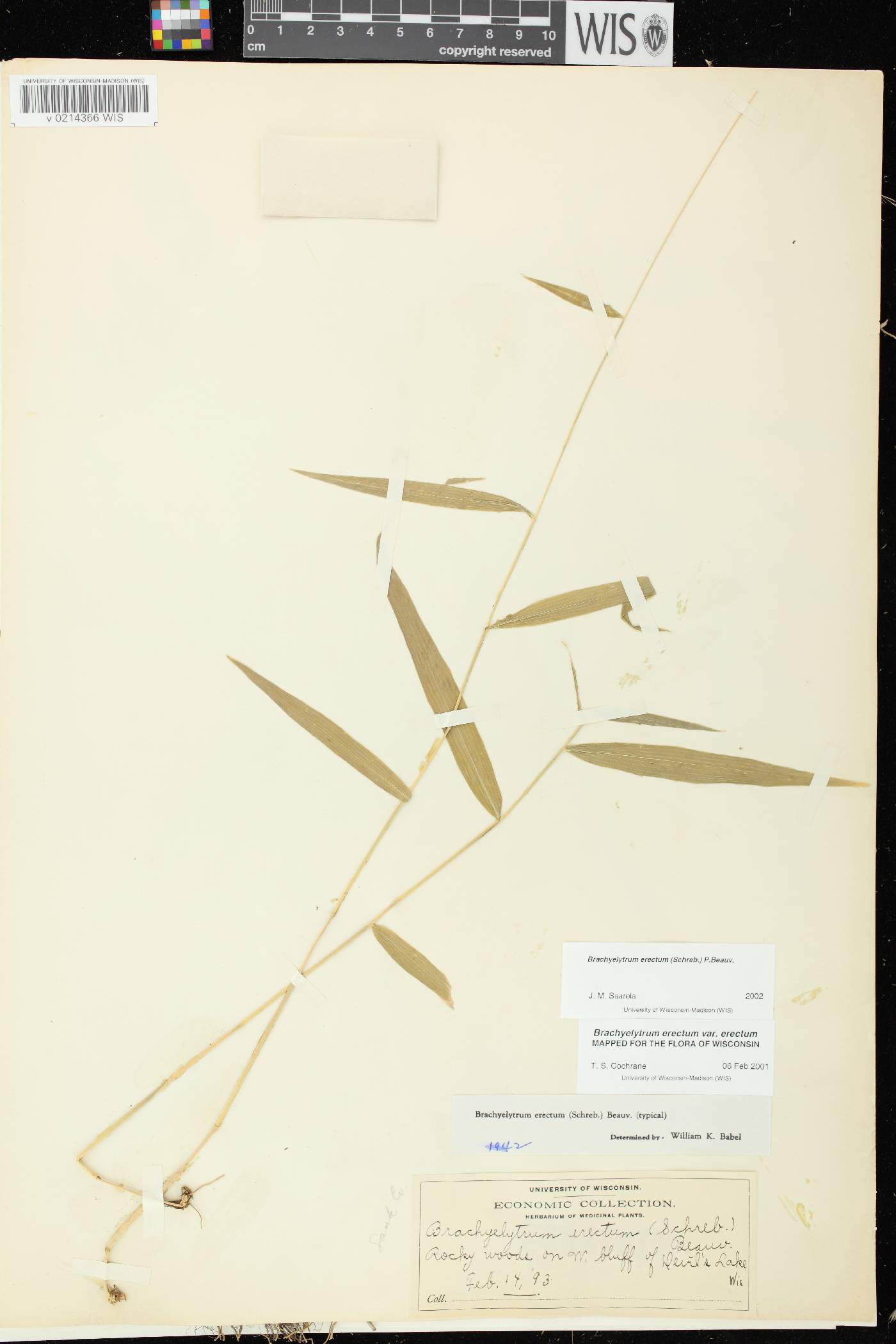 Brachyelytrum erectum image
