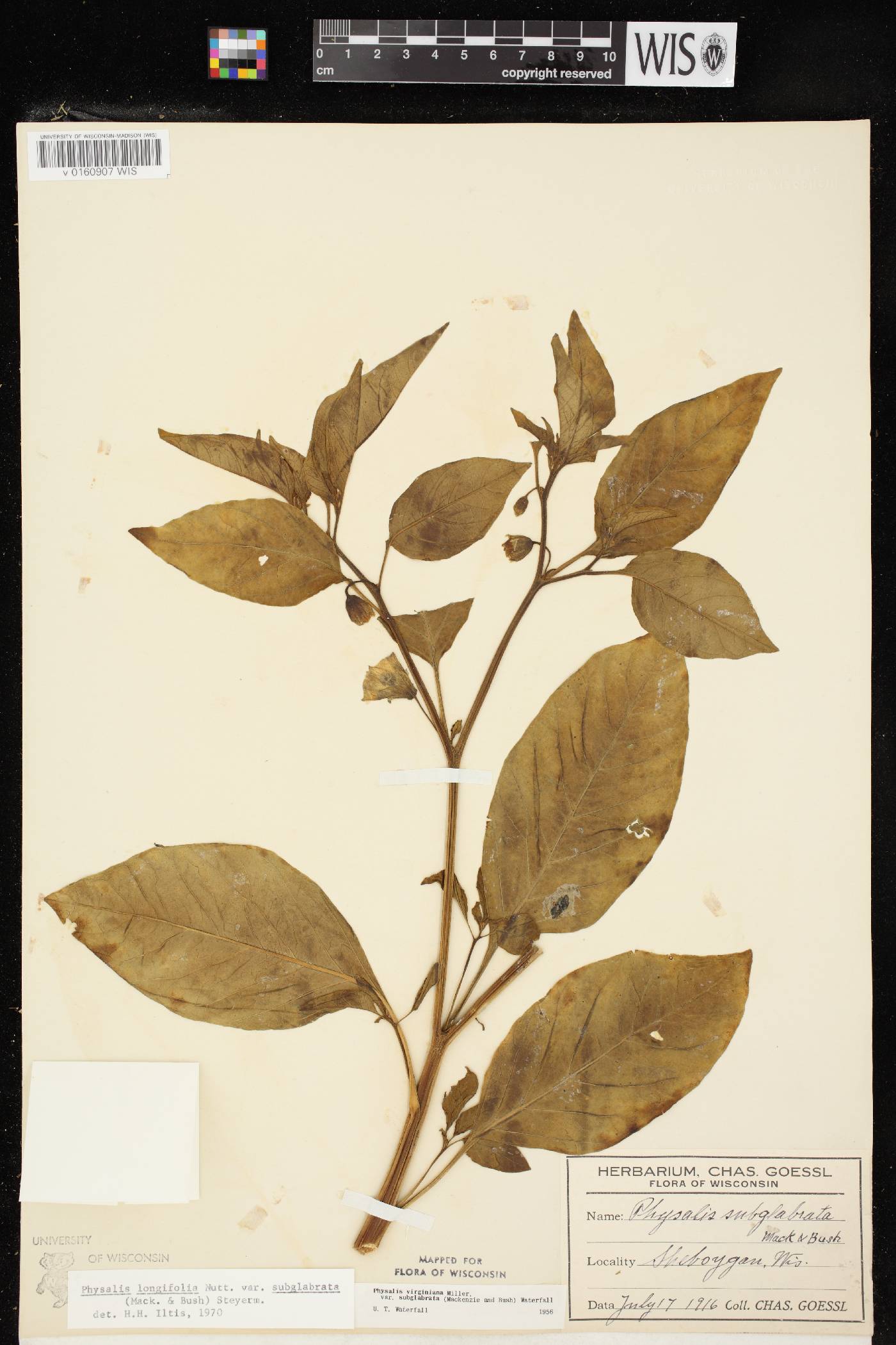 Physalis longifolia image