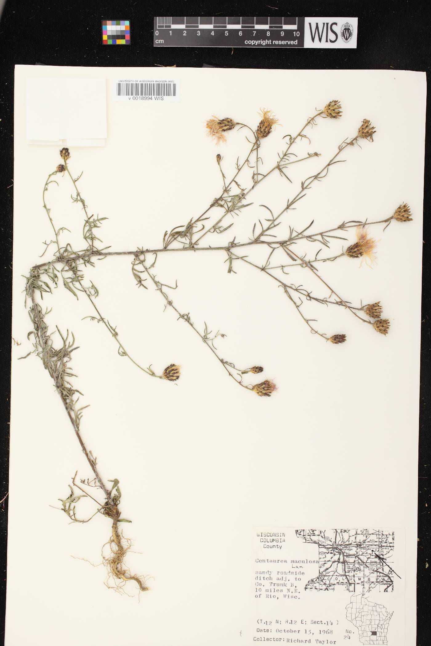 Centaurea stoebe subsp. micranthos image