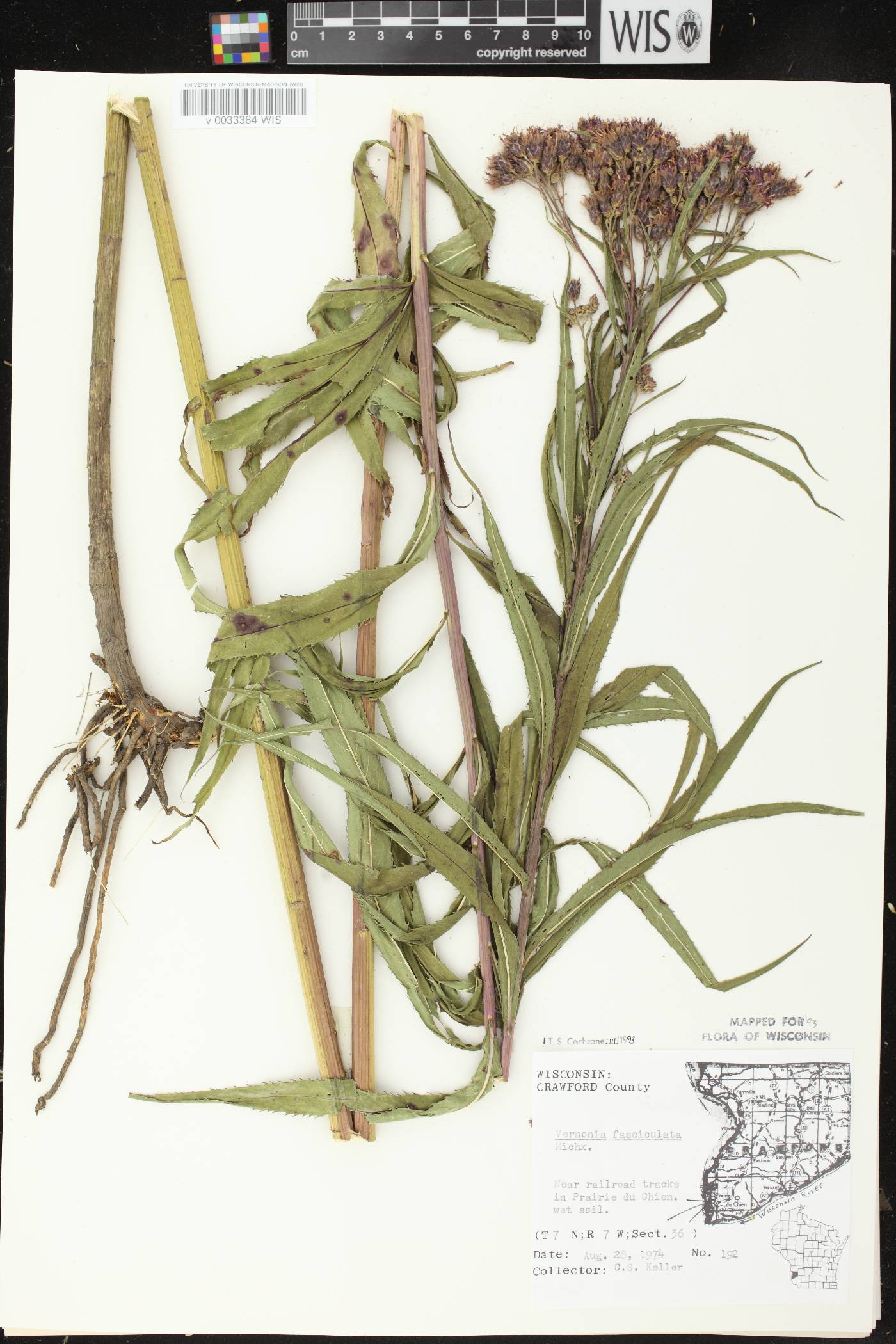 Vernonia fasciculata image