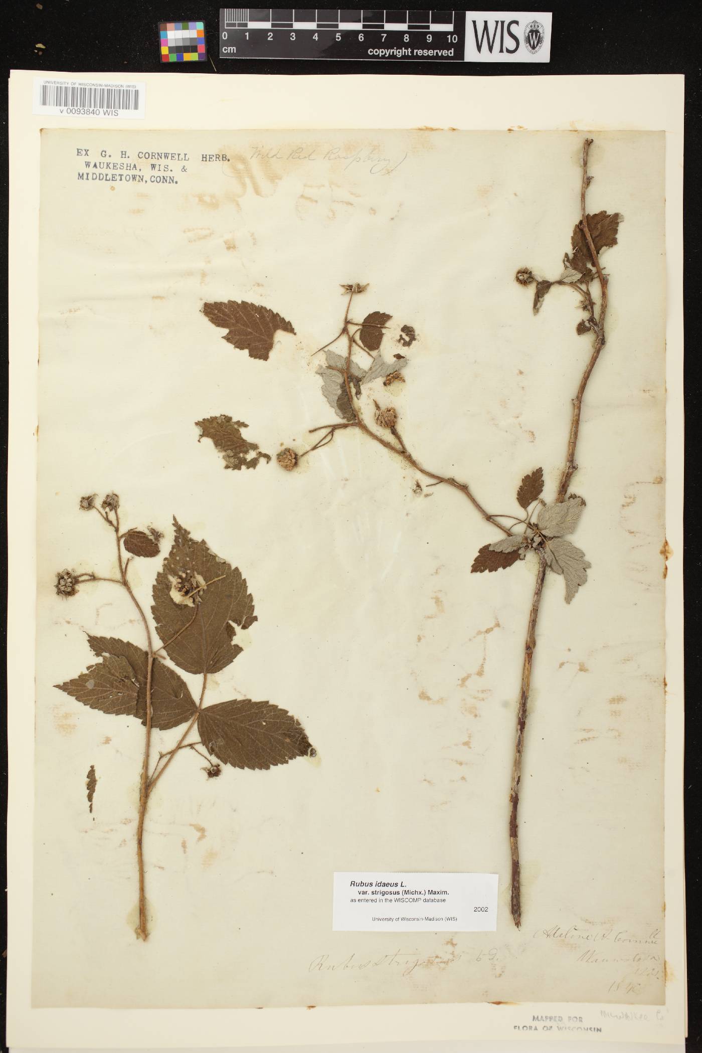 Rubus idaeus subsp. strigosus image