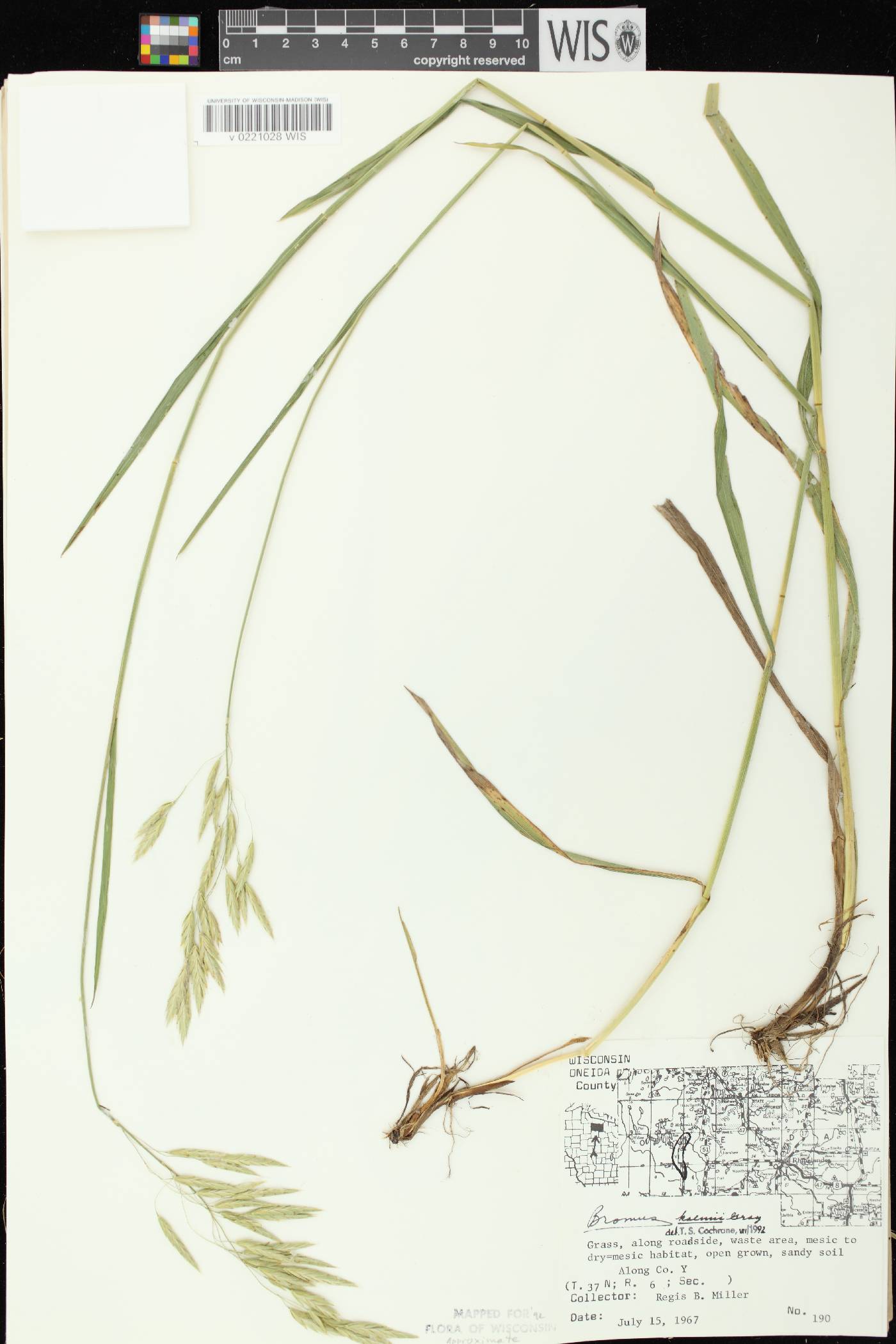 Bromus kalmii image