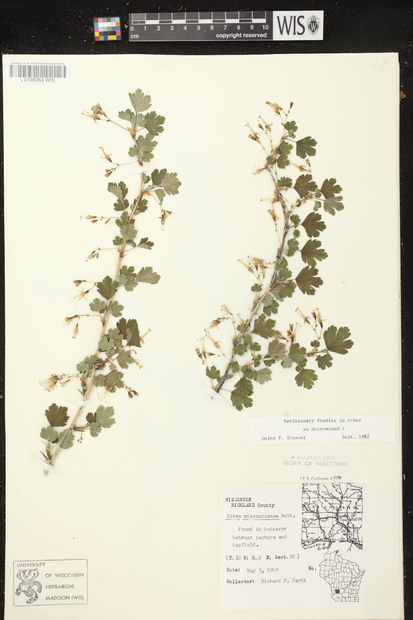 Ribes missouriense image