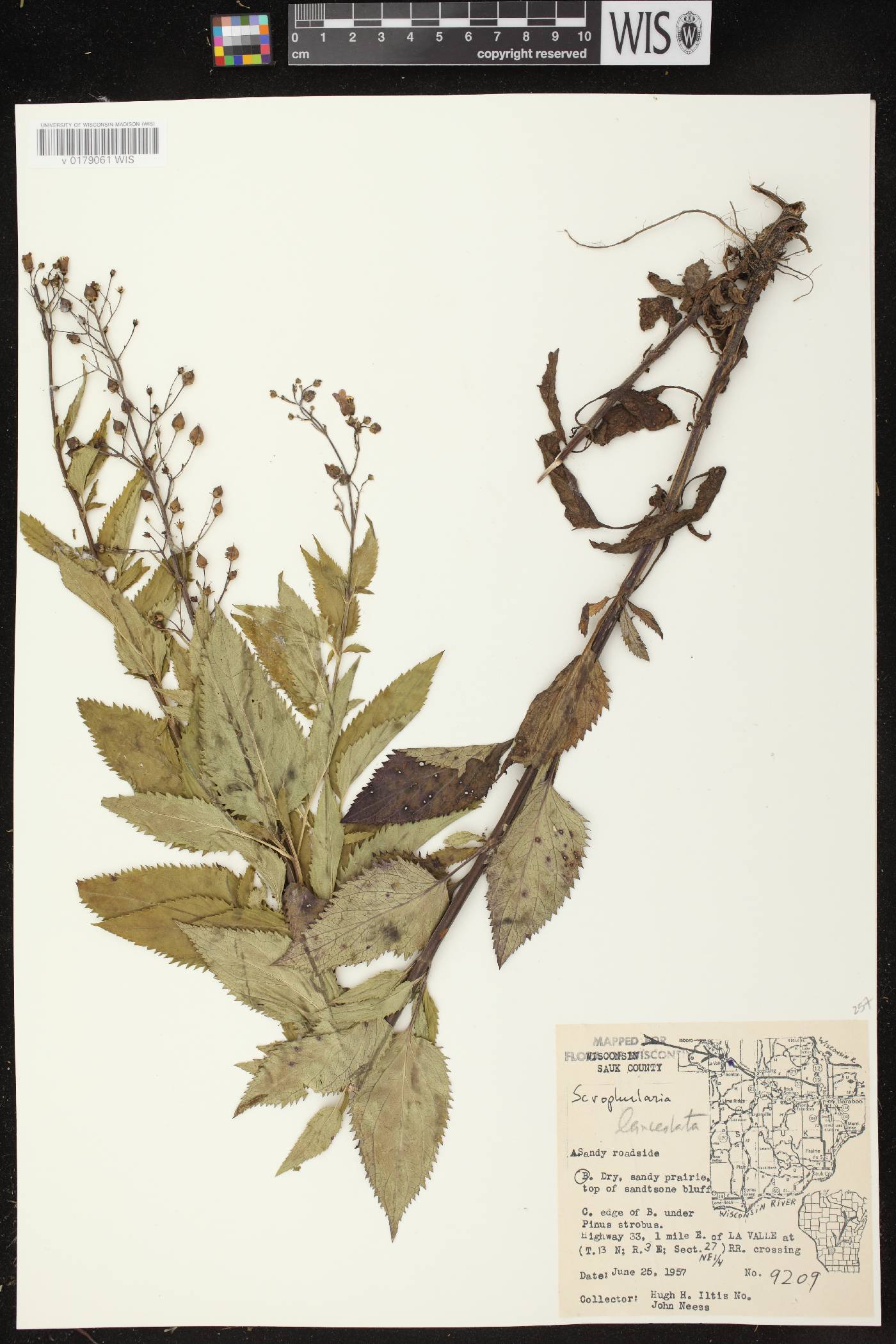 Scrophularia lanceolata image
