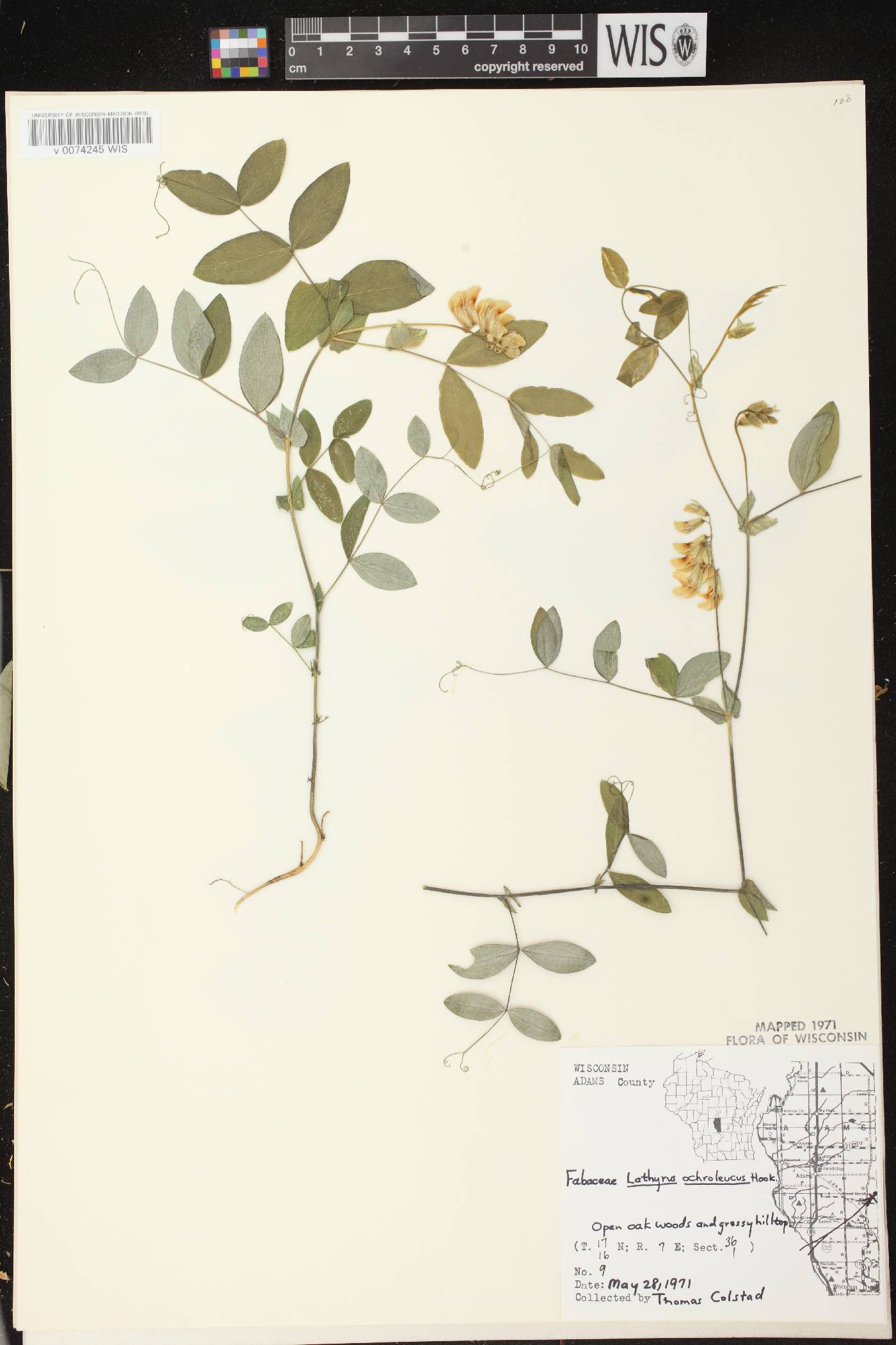 Lathyrus ochroleucus image