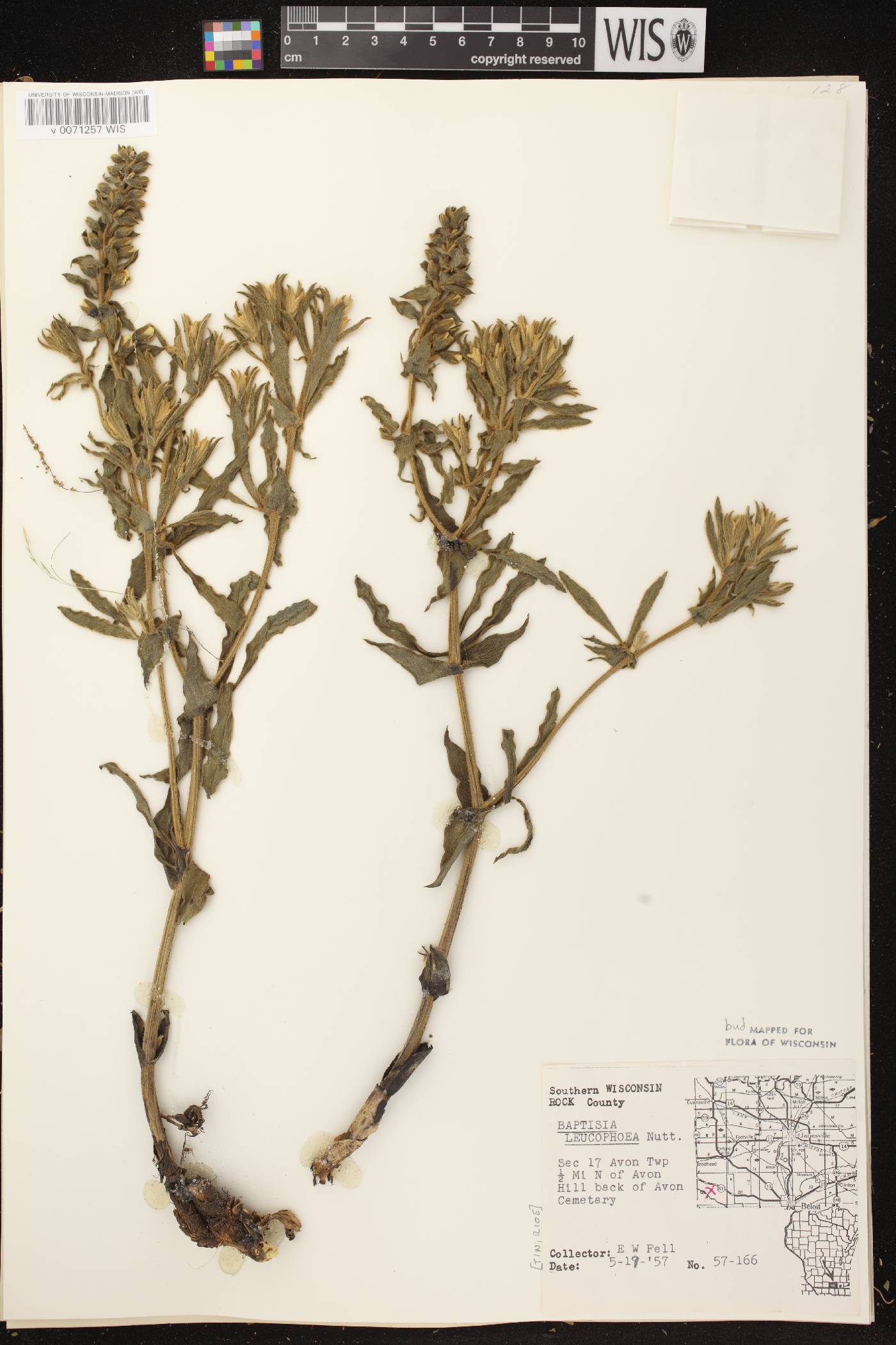 Baptisia leucophaea image