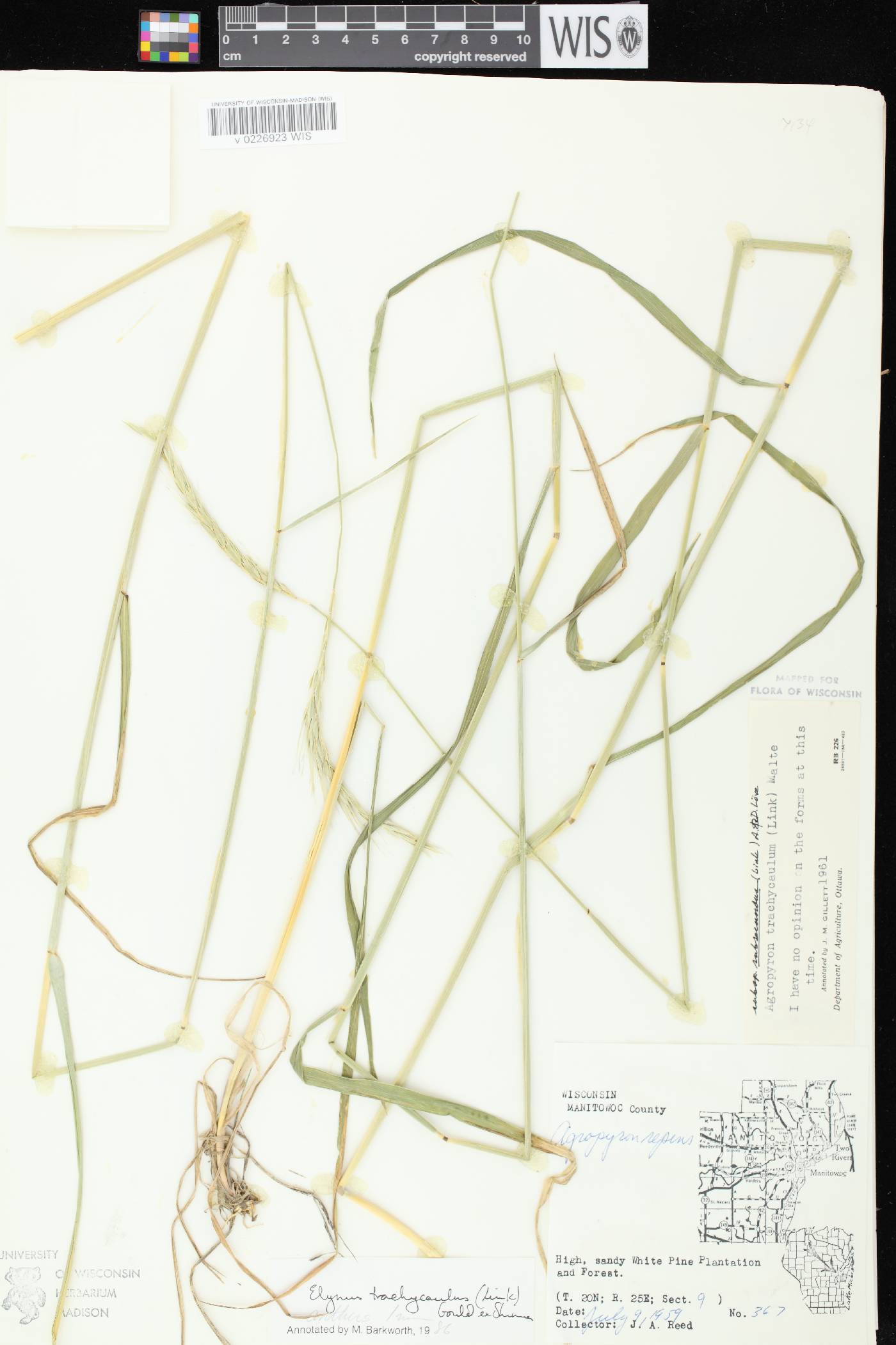 Elymus trachycaulus subsp. subsecundus image