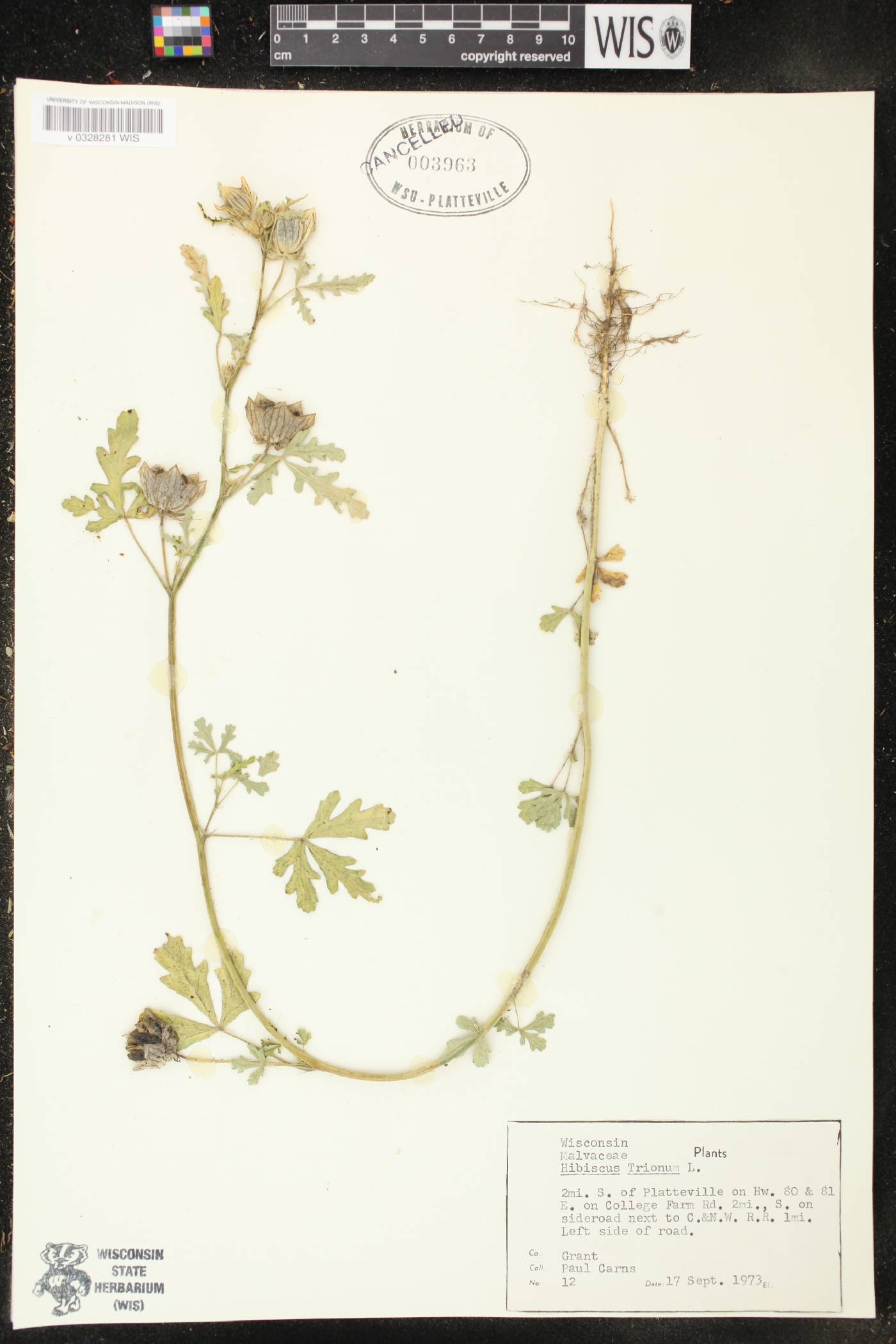 Hibiscus trionum image