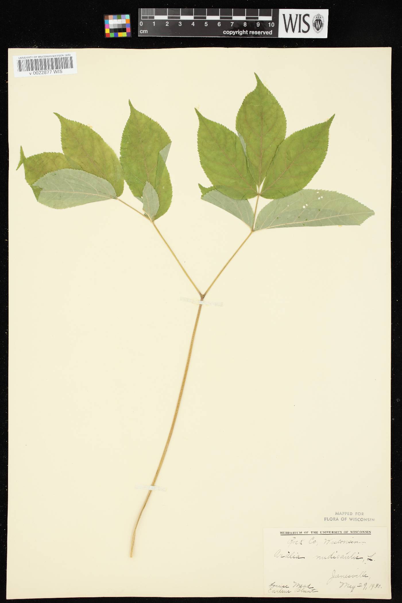Aralia nudicaulis image