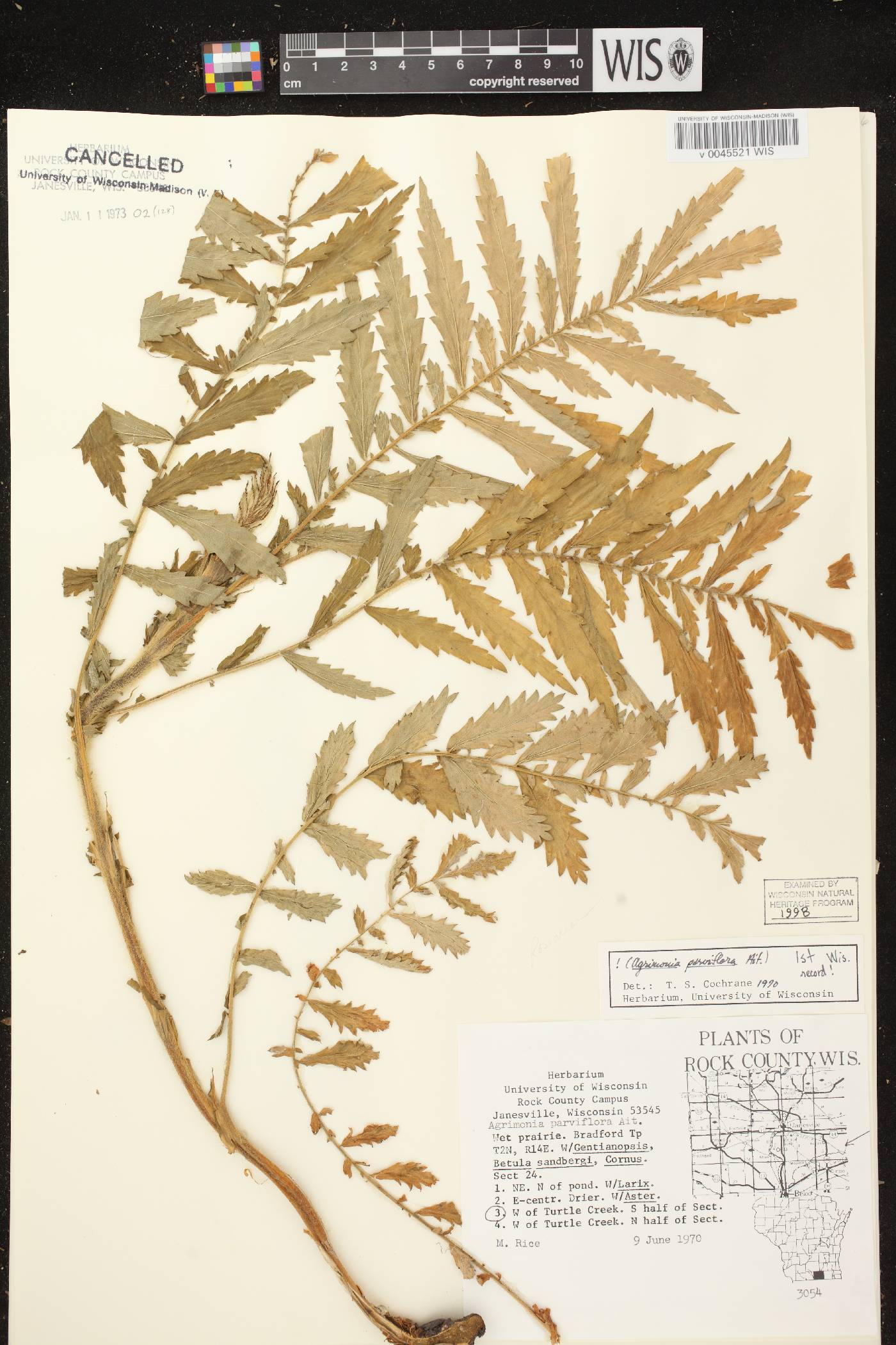 Agrimonia parviflora image