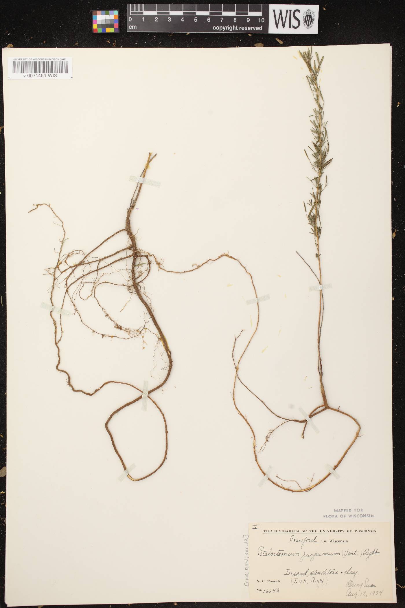 Dalea purpurea var. purpurea image
