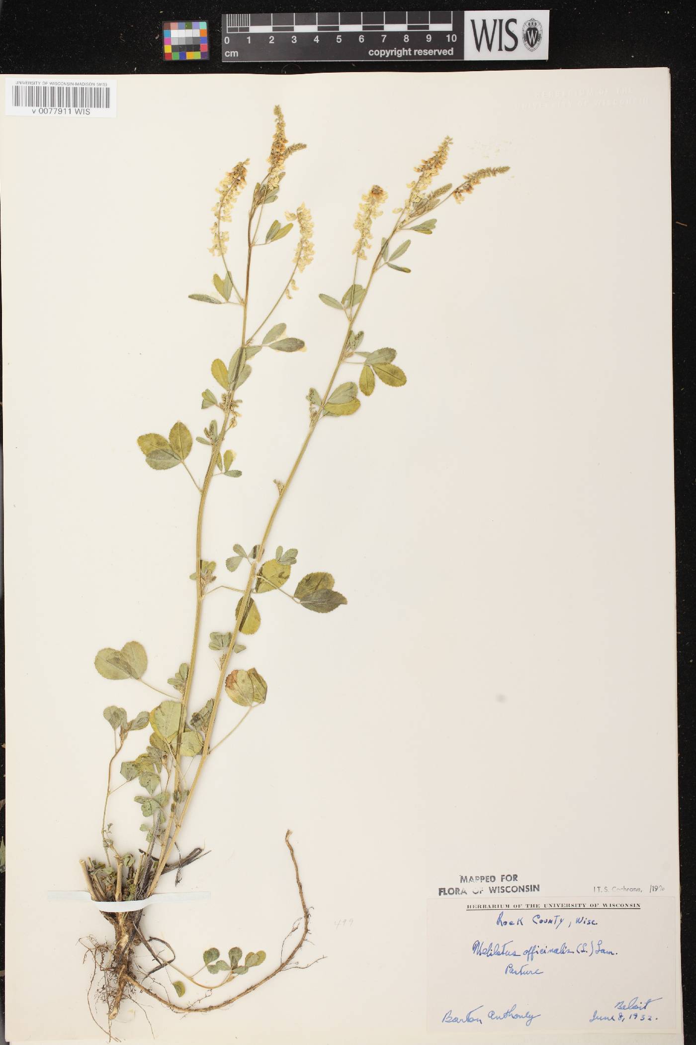 Melilotus officinalis image