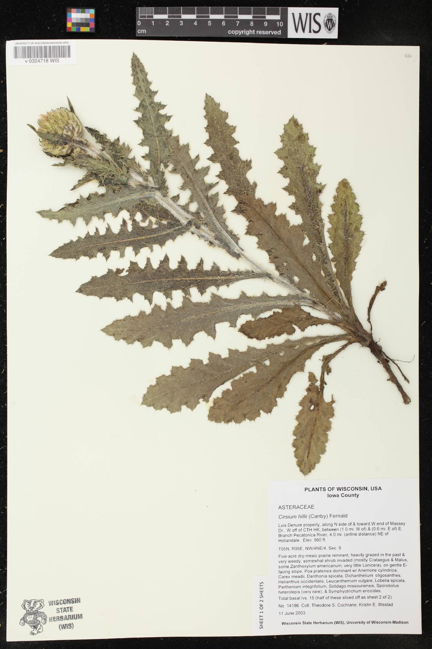 Cirsium pumilum image
