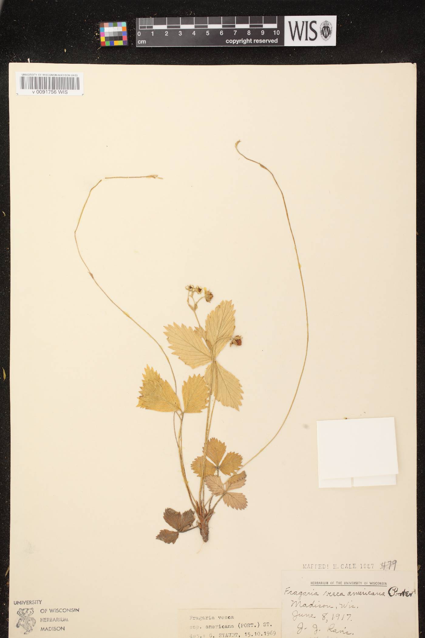 Fragaria vesca subsp. americana image