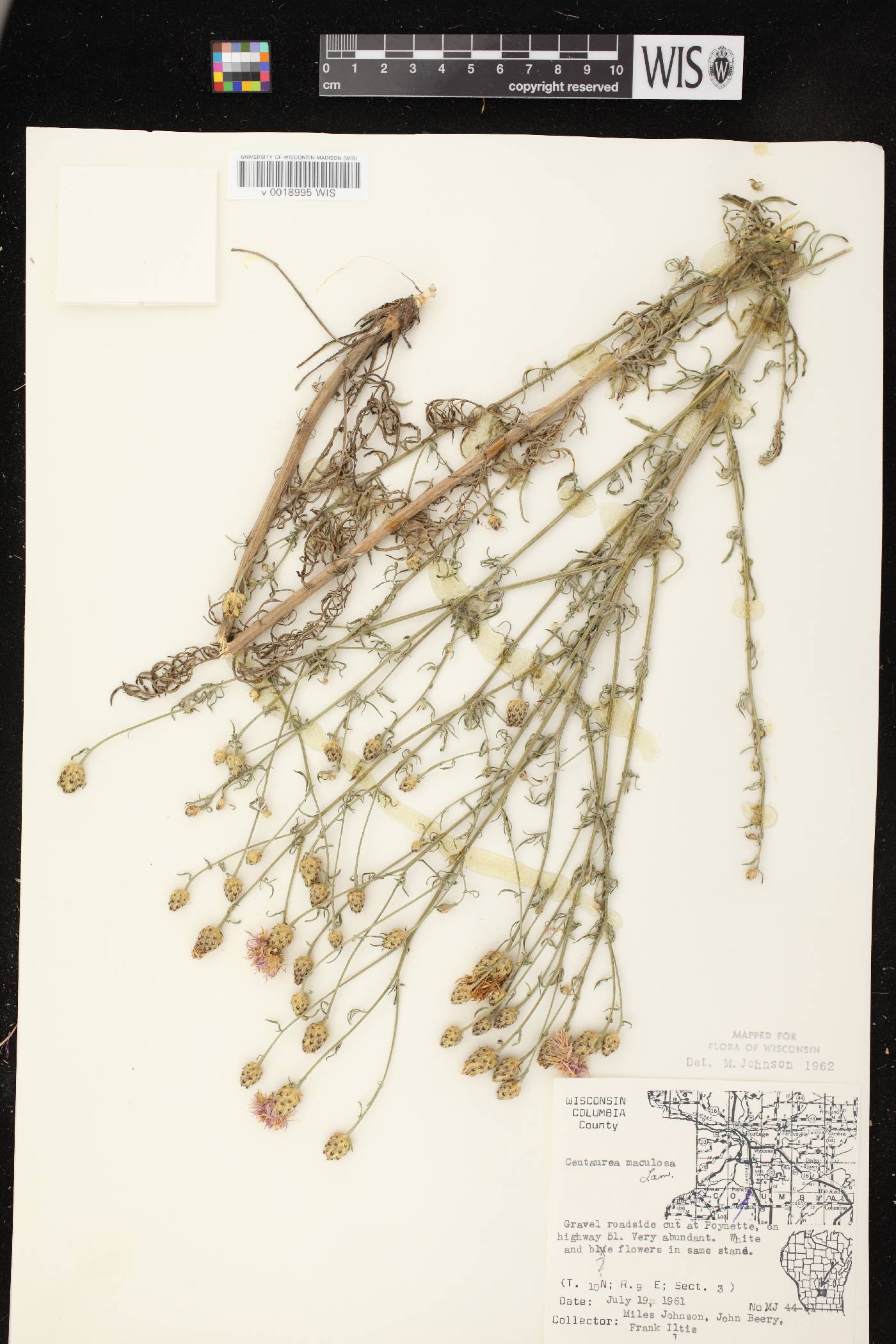 Centaurea stoebe image