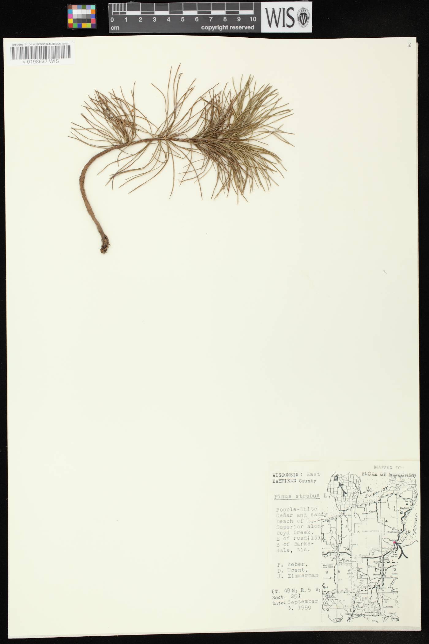 Pinus strobus image