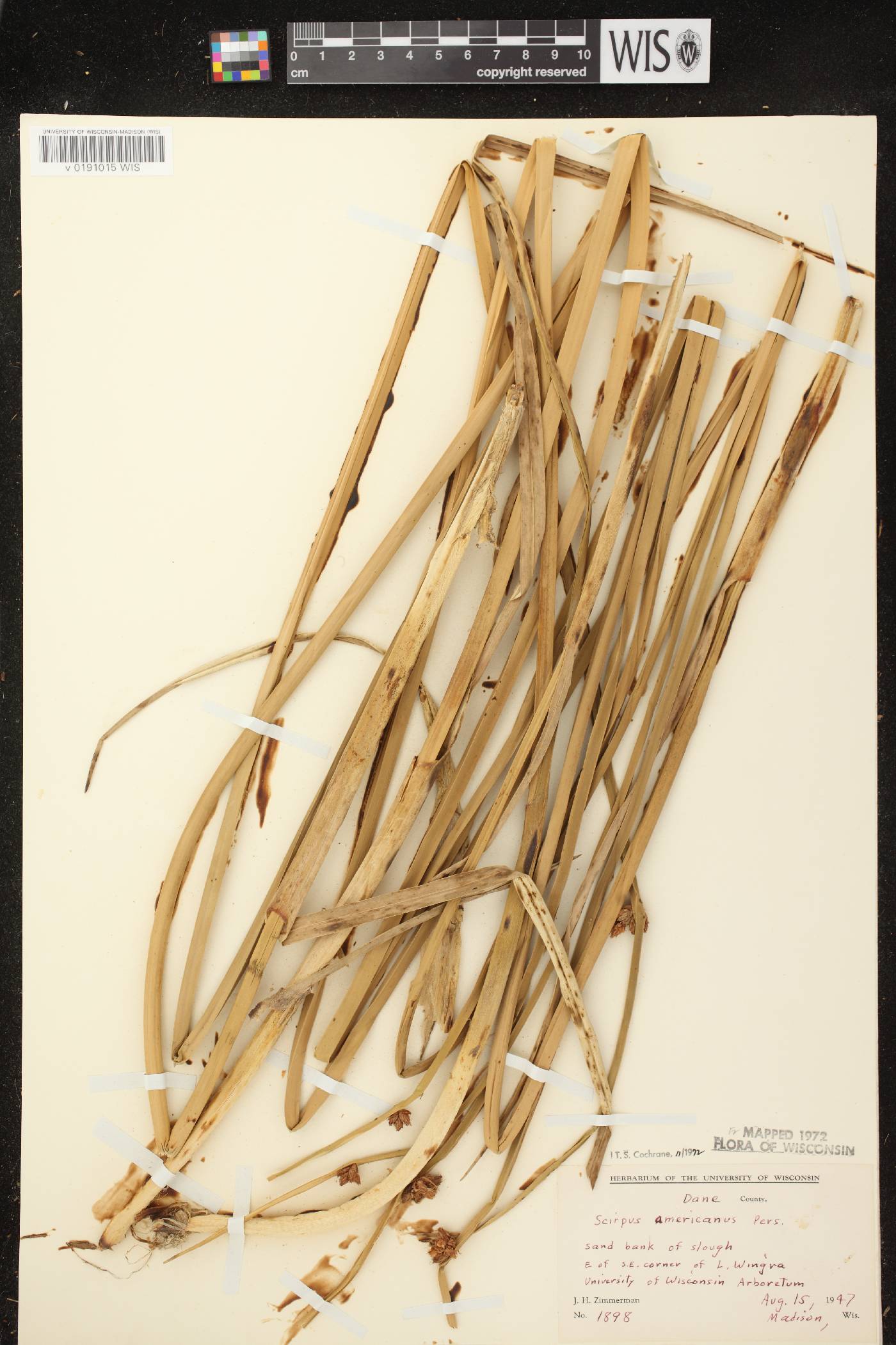 Schoenoplectus pungens image