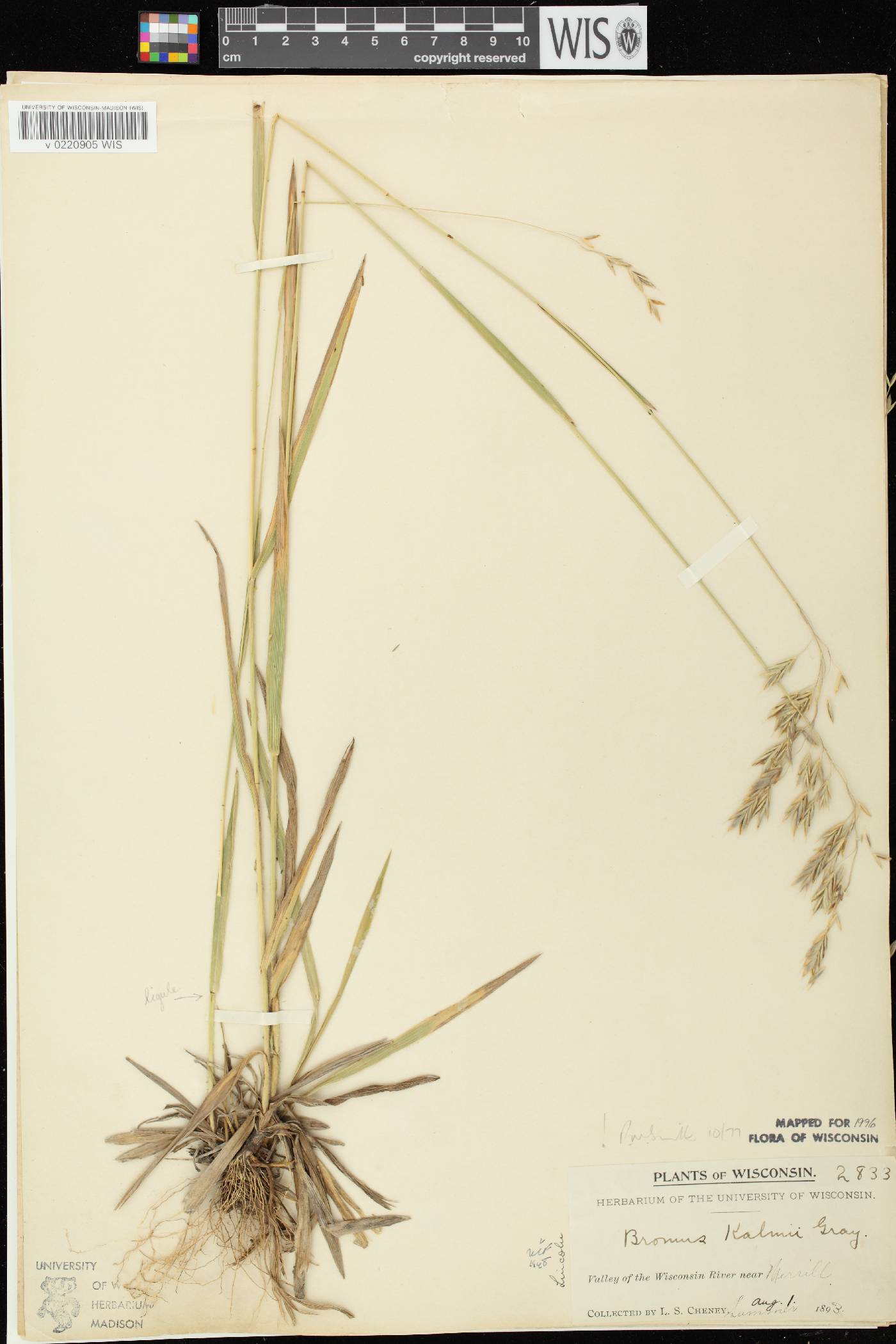 Bromus kalmii image