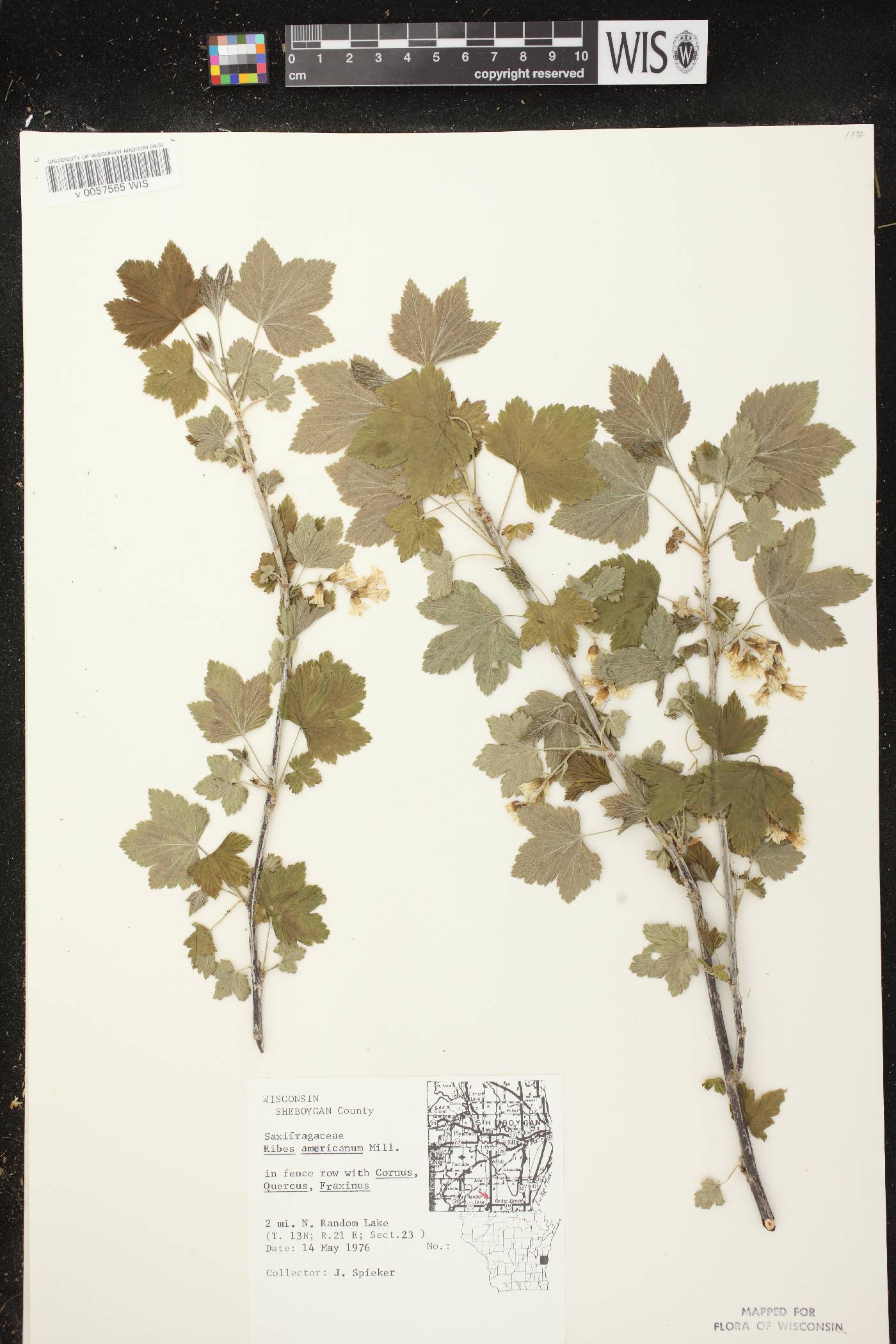 Ribes americanum image