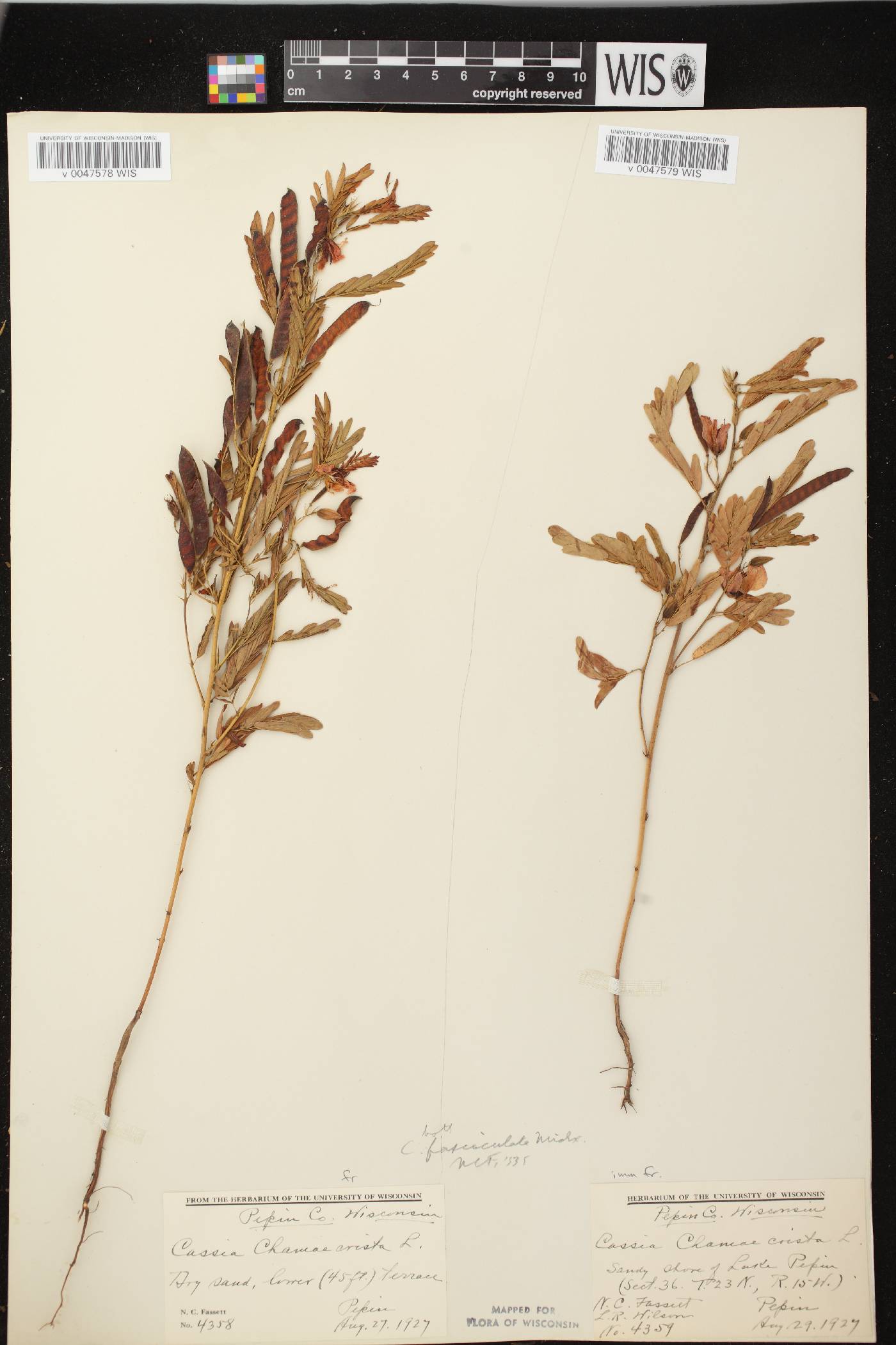 Chamaecrista fasciculata image