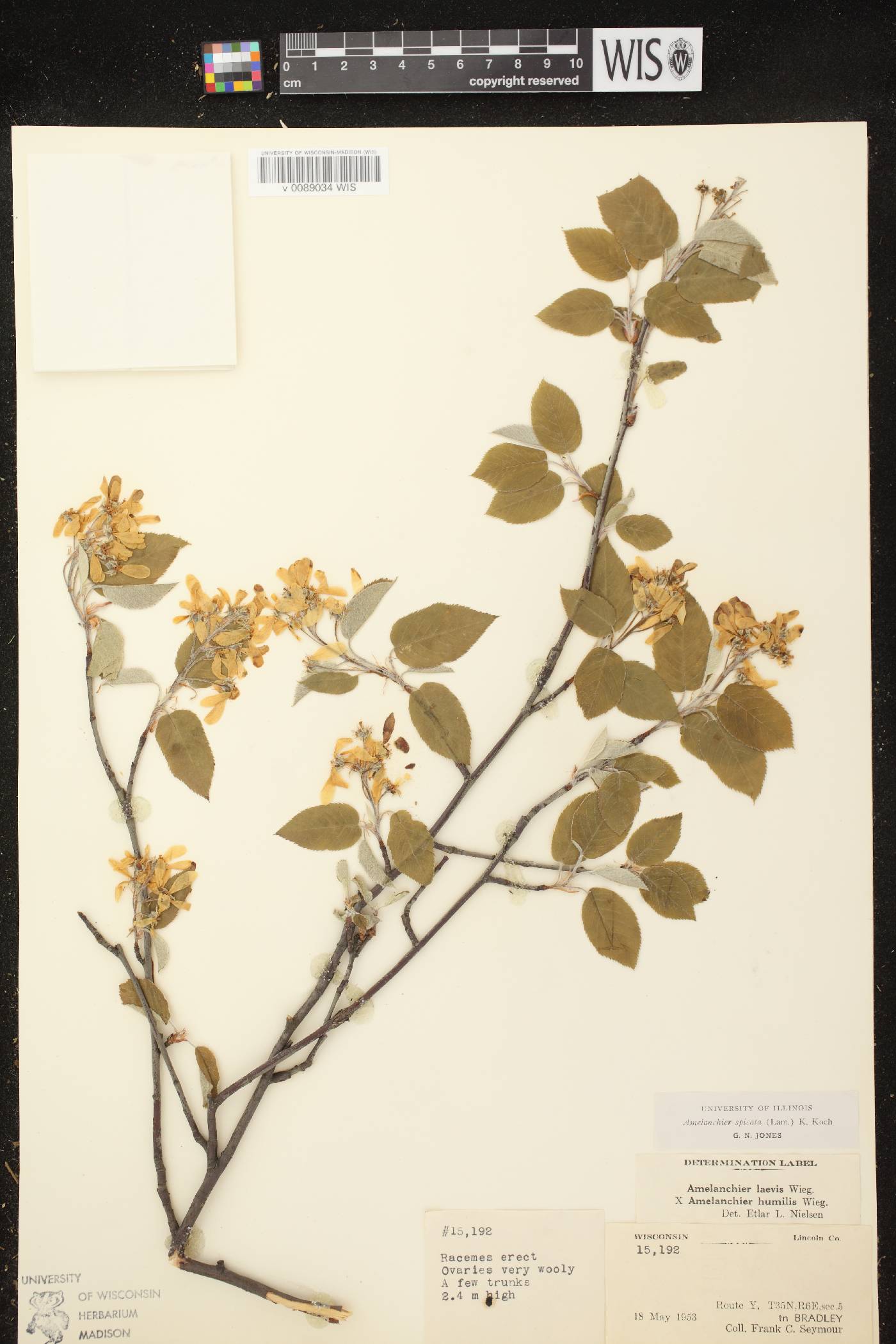 Amelanchier spicata image