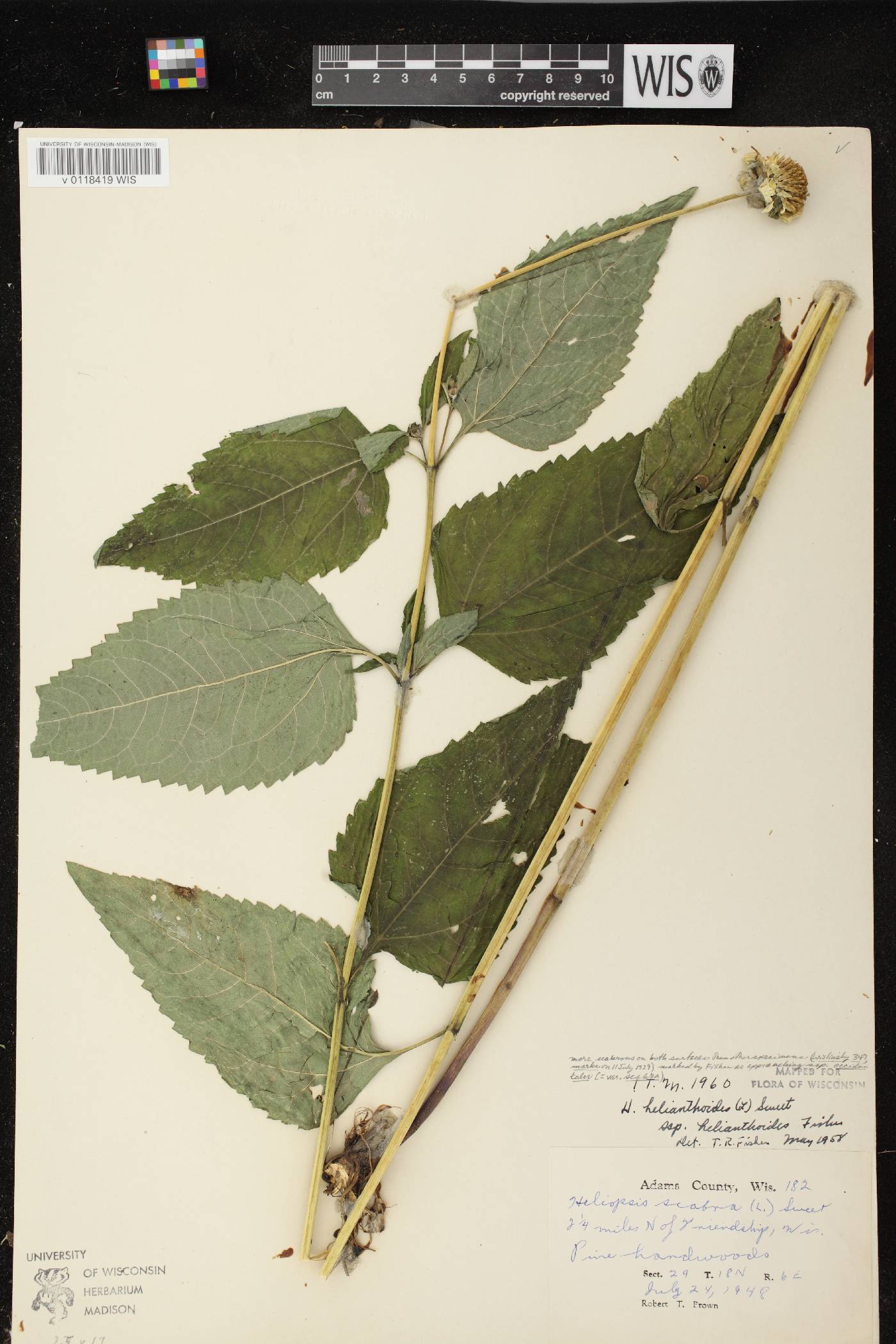 Heliopsis helianthoides image