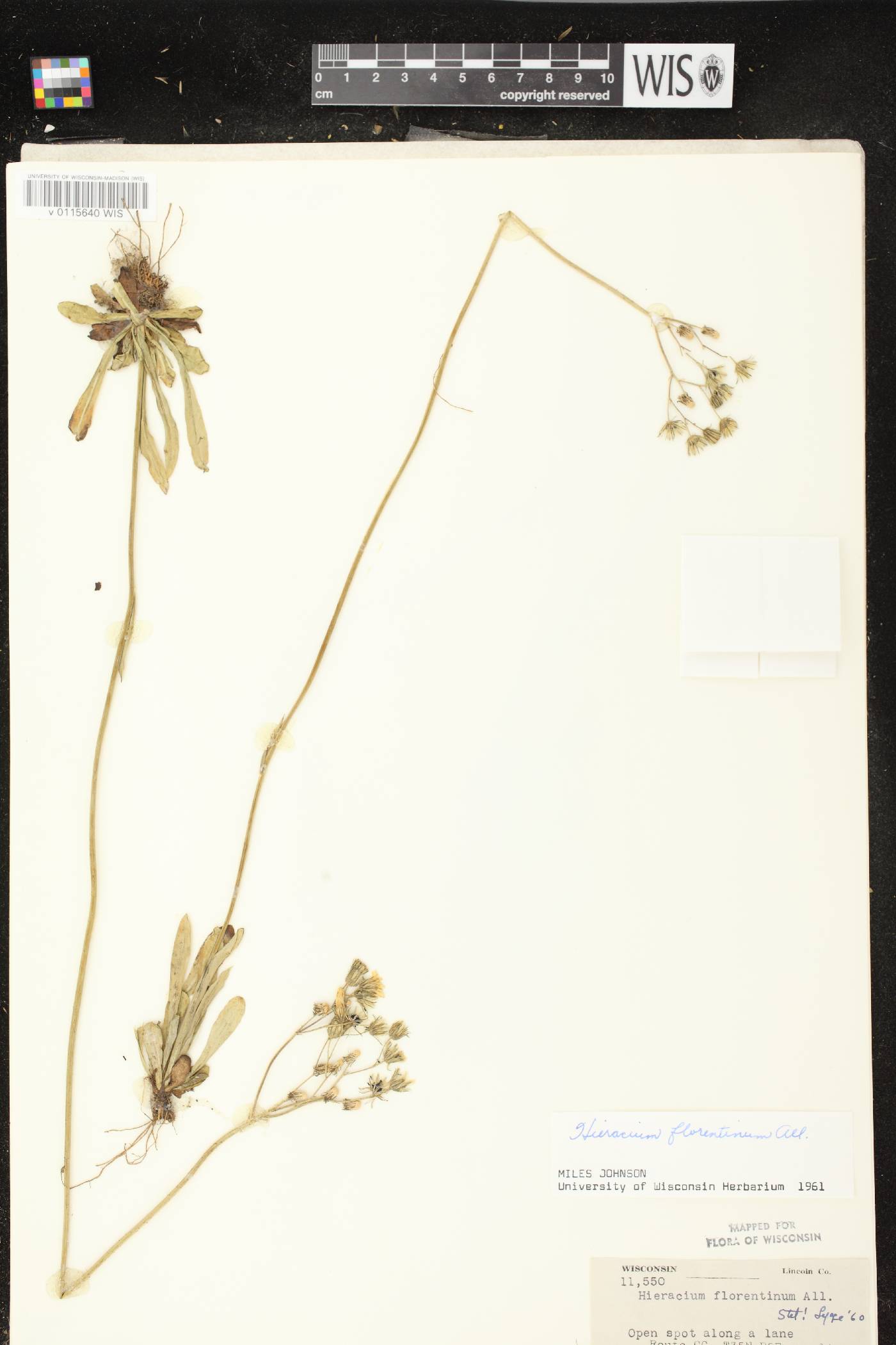 Hieracium piloselloides image