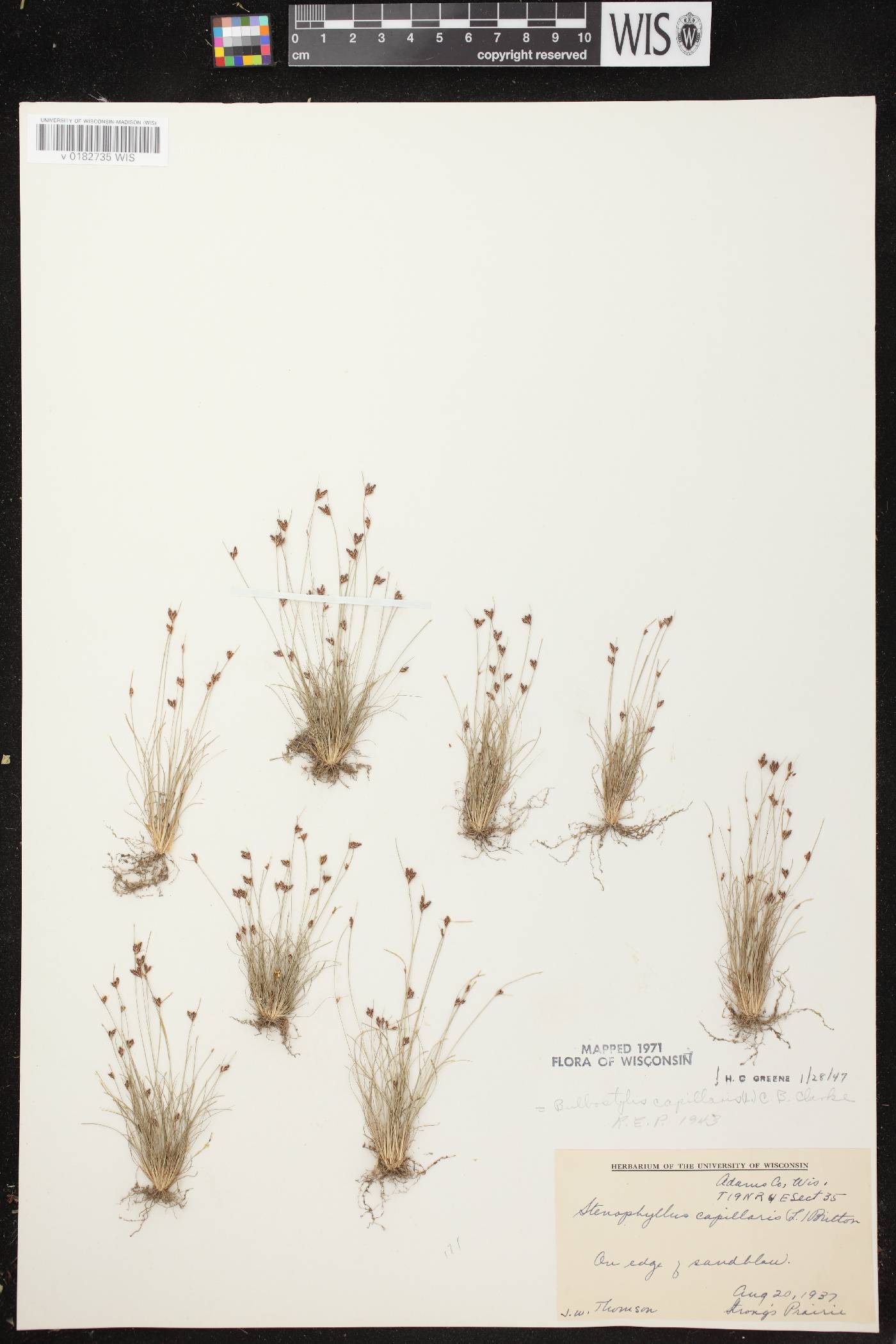 Bulbostylis capillaris image