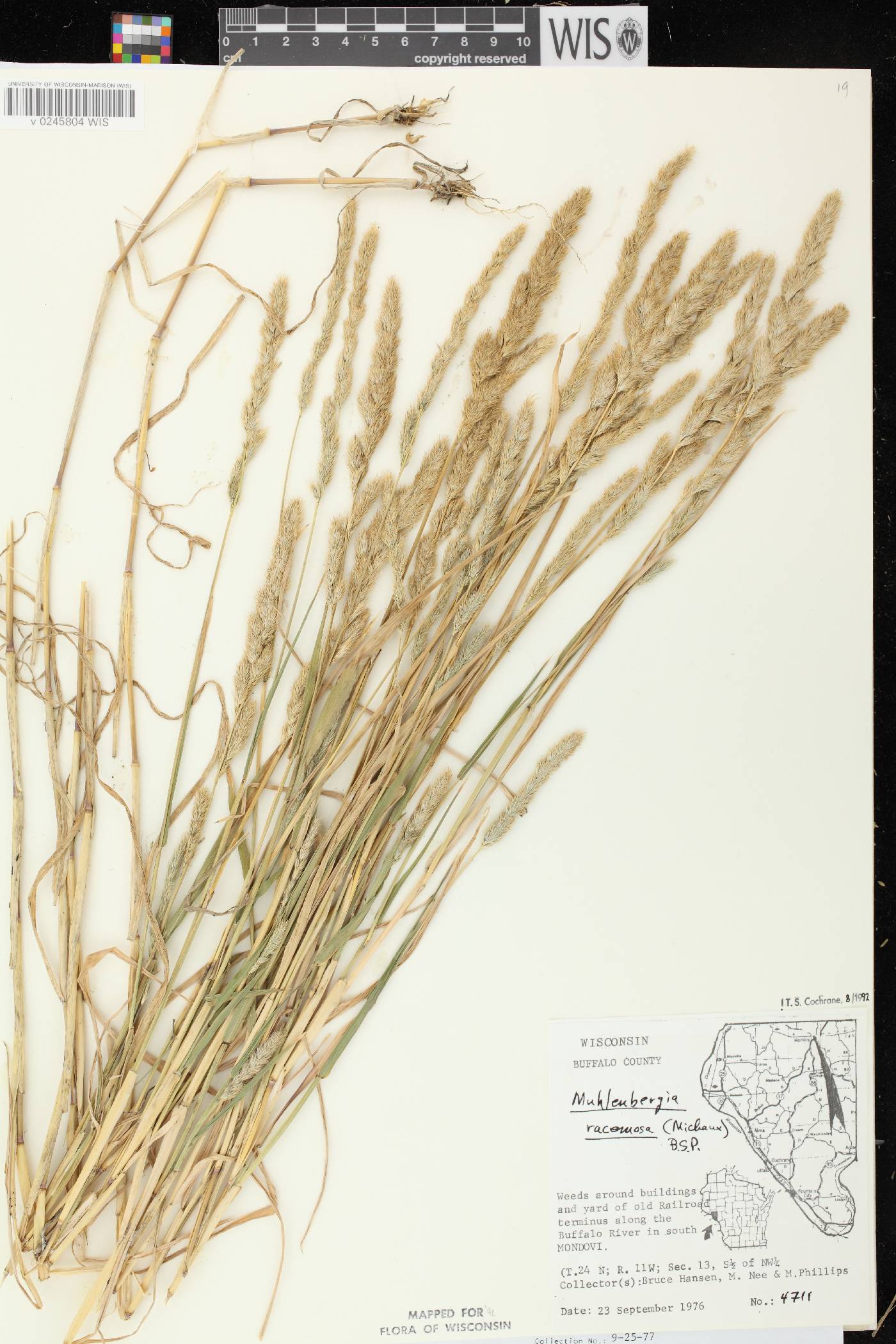 Muhlenbergia racemosa image