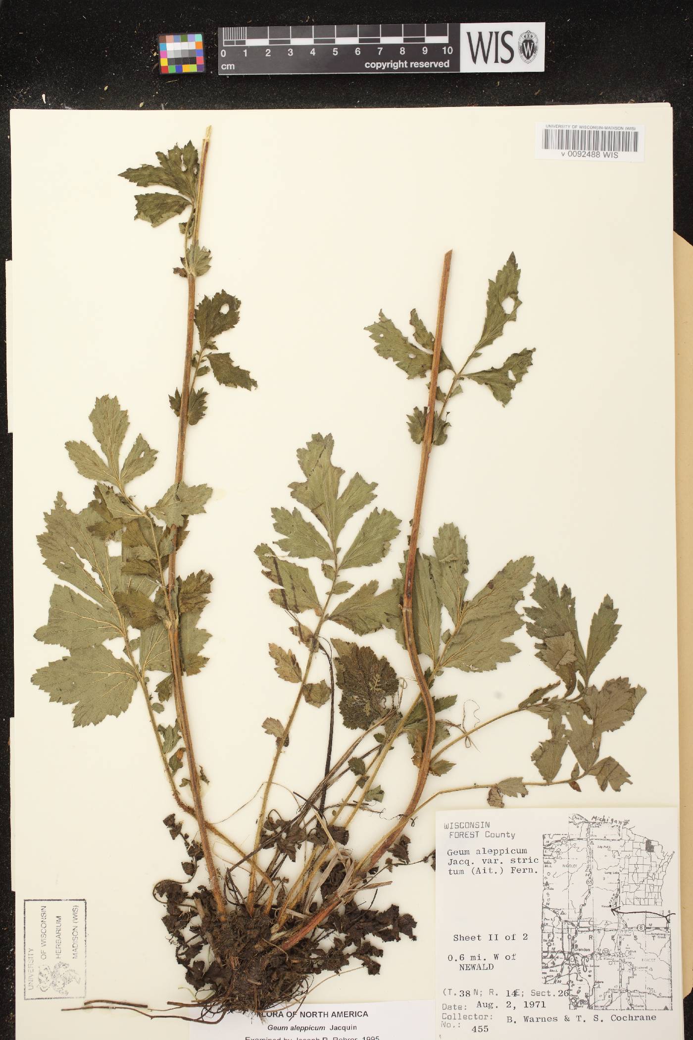 Geum aleppicum image