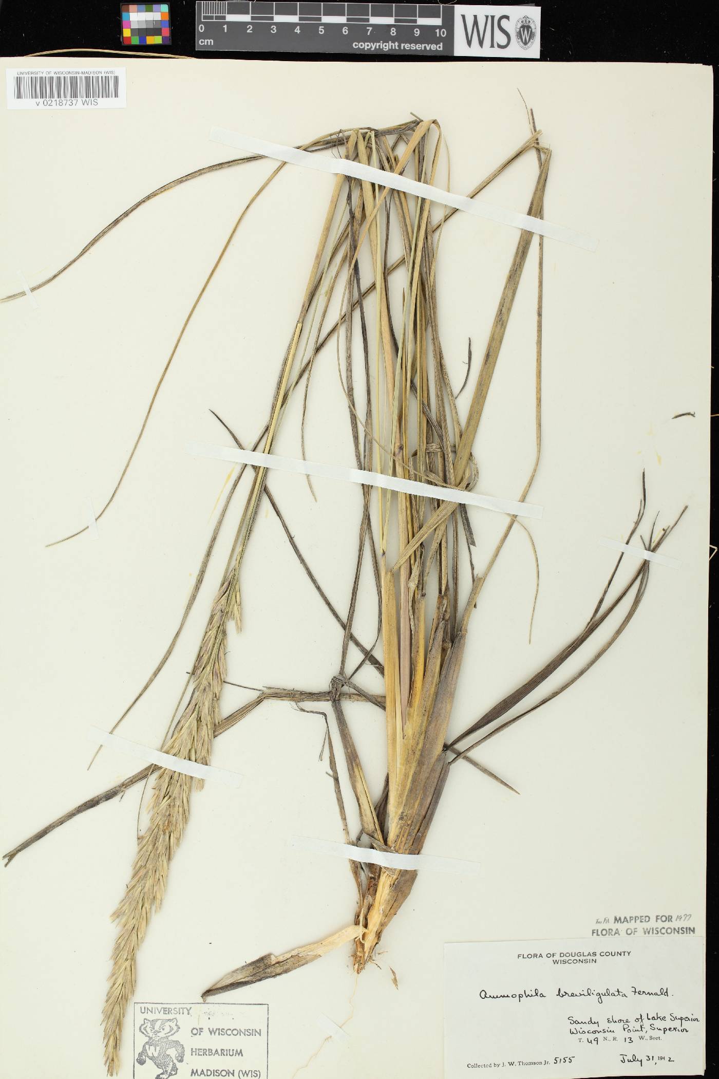 Ammophila breviligulata image