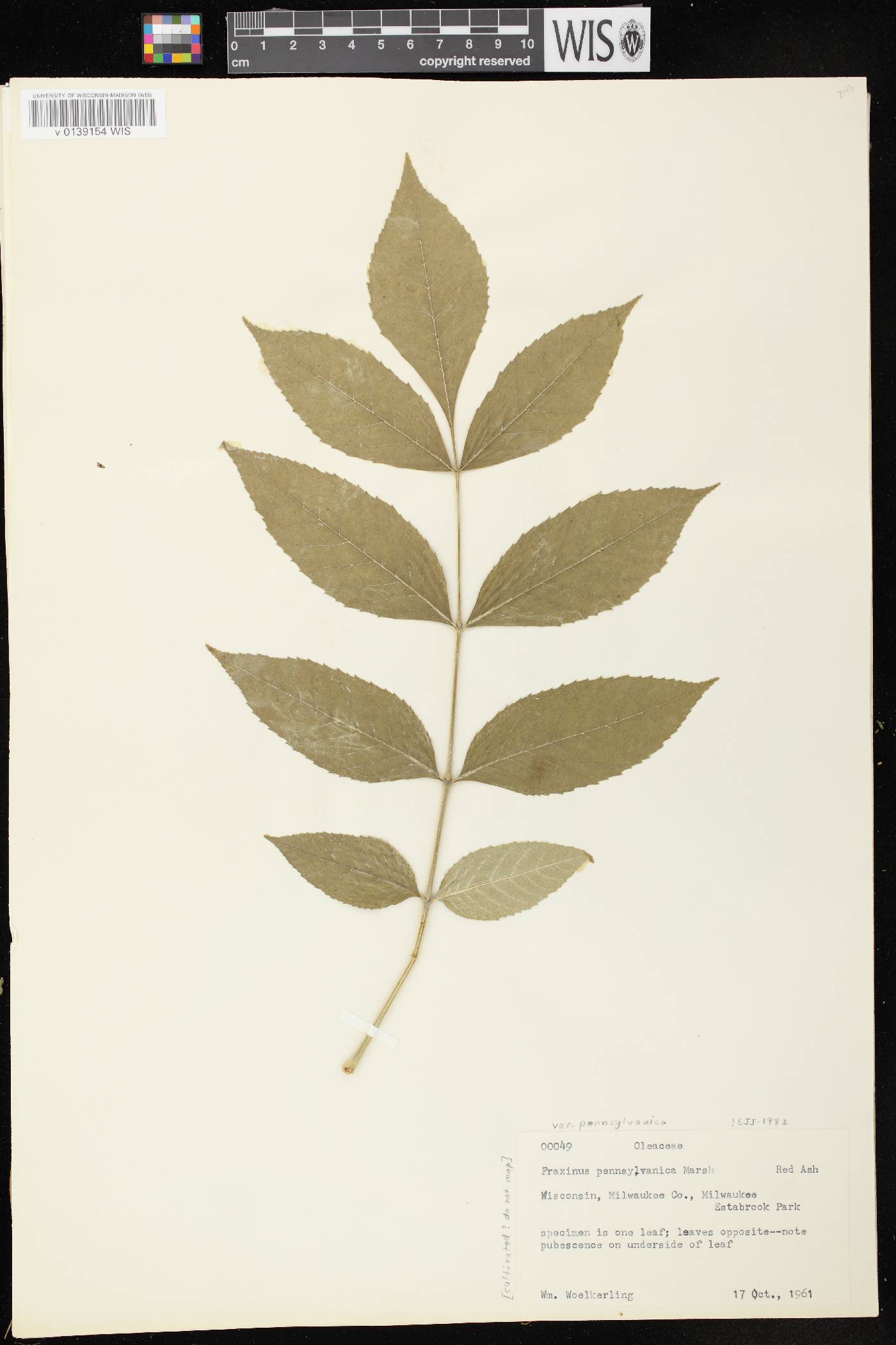 Fraxinus pennsylvanica image