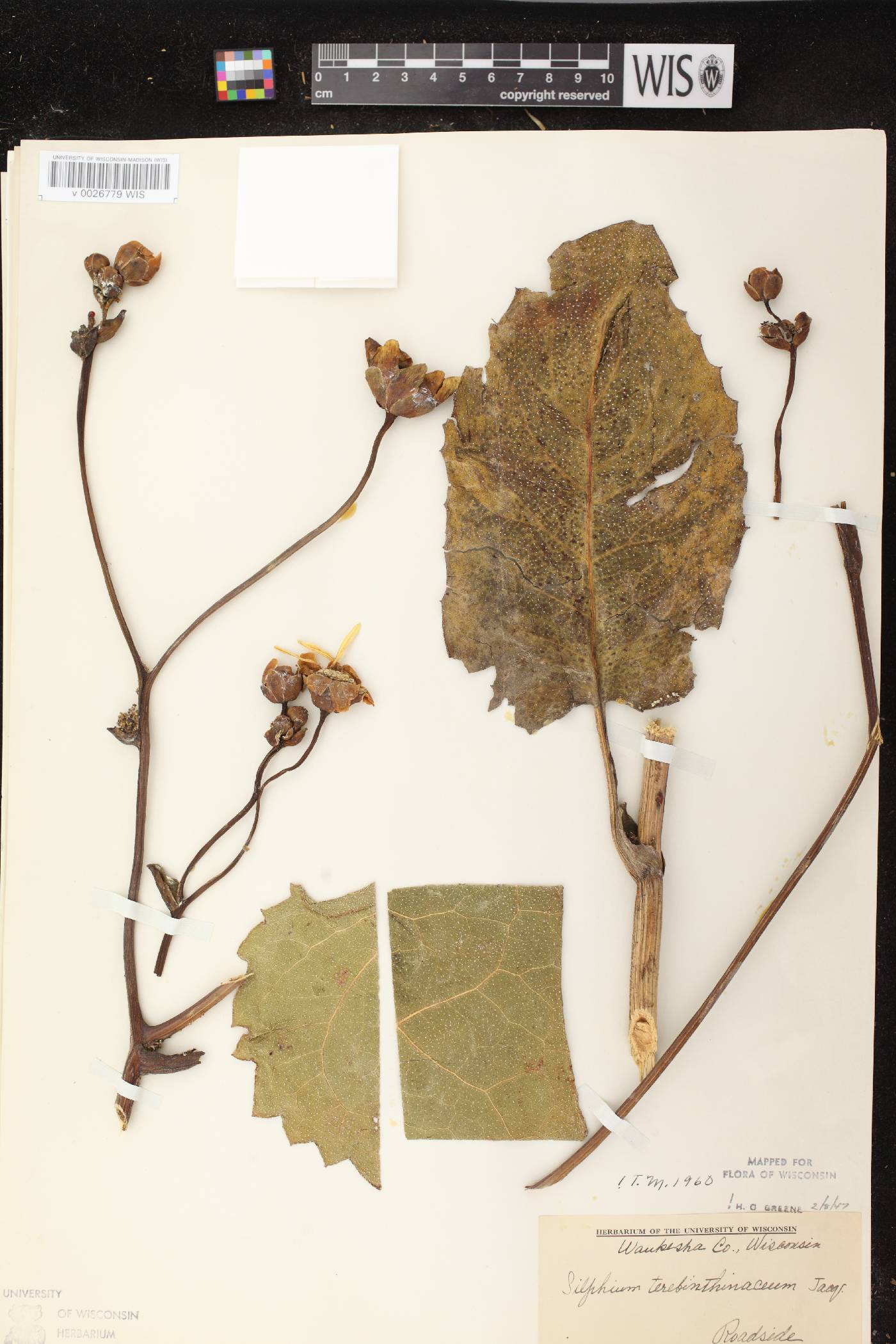 Silphium terebinthinaceum var. terebinthinaceum image