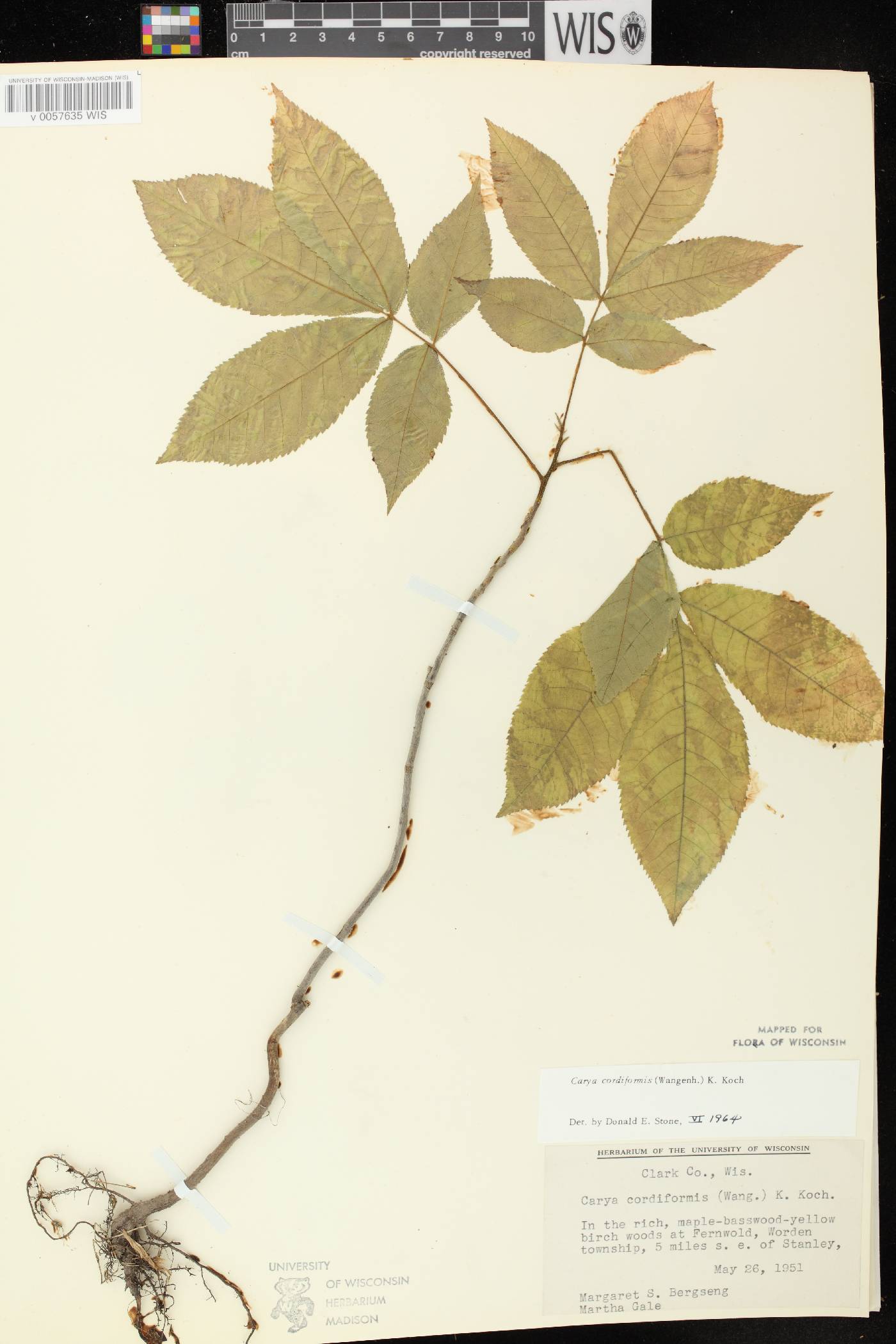Carya cordiformis image
