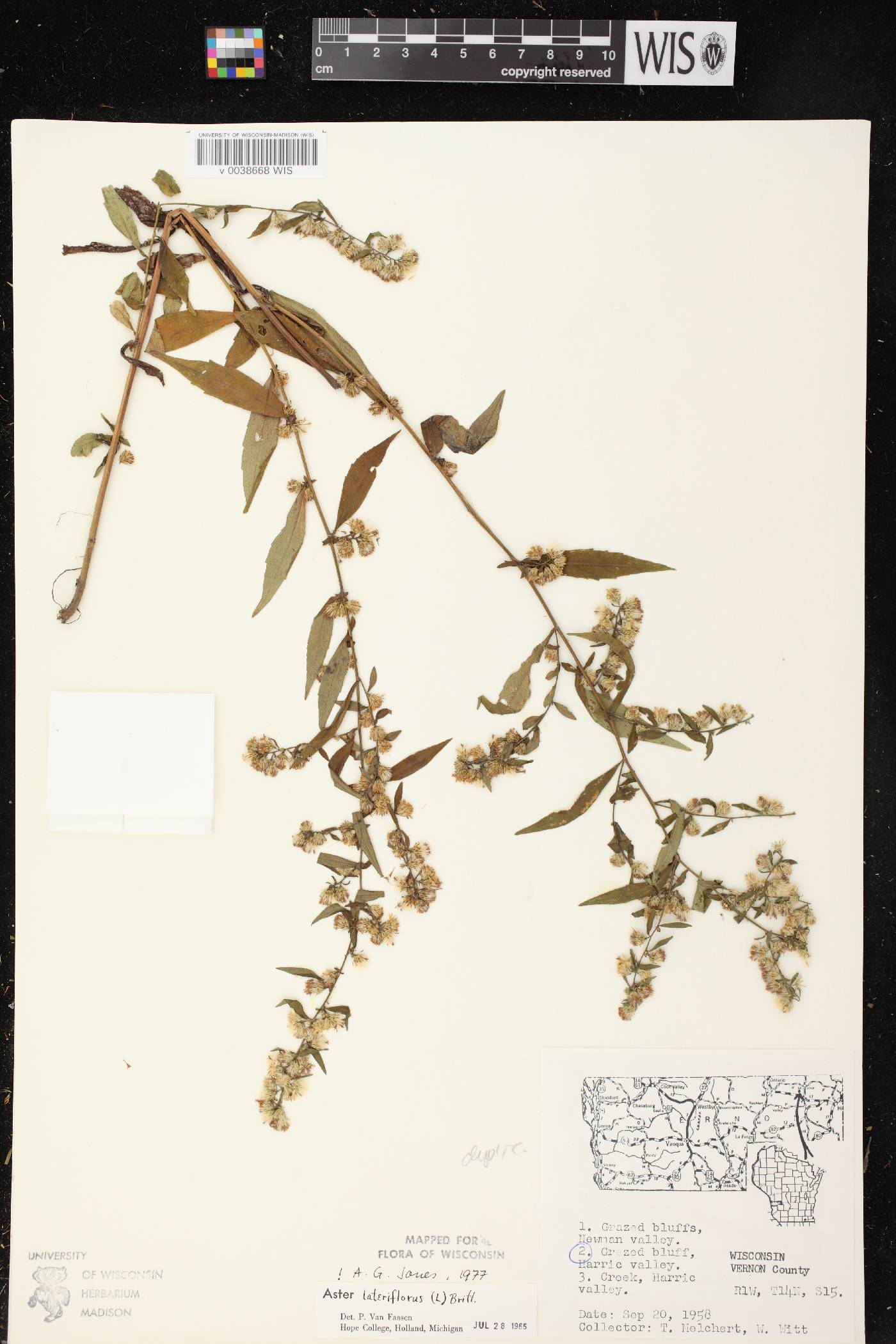 Symphyotrichum lateriflorum image
