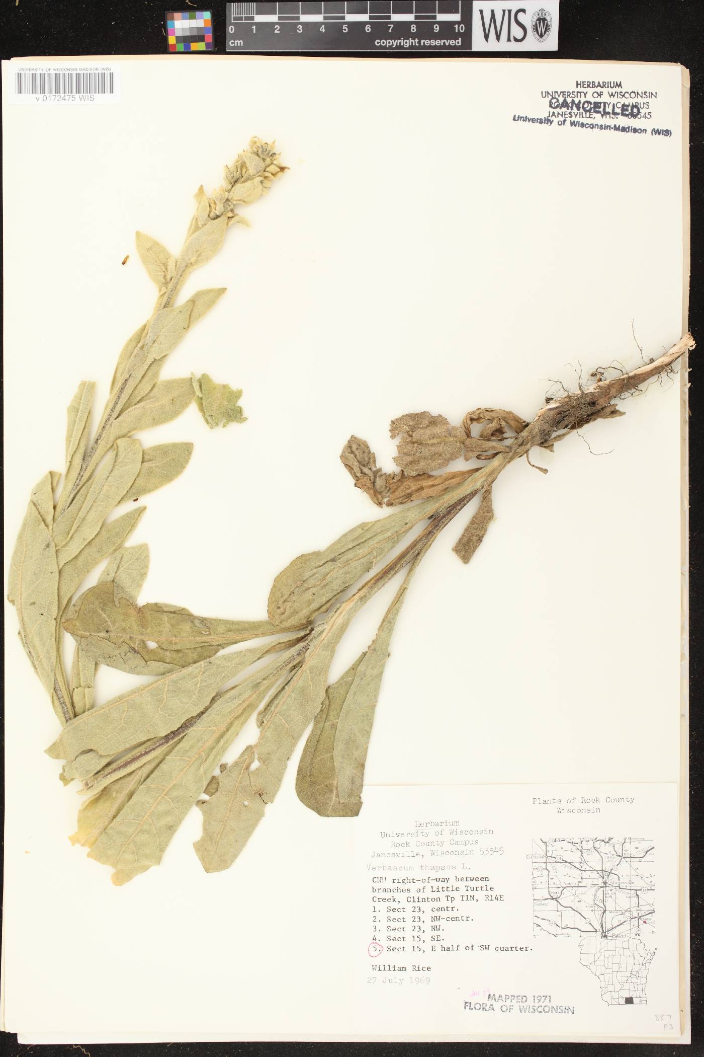 Verbascum thapsus image