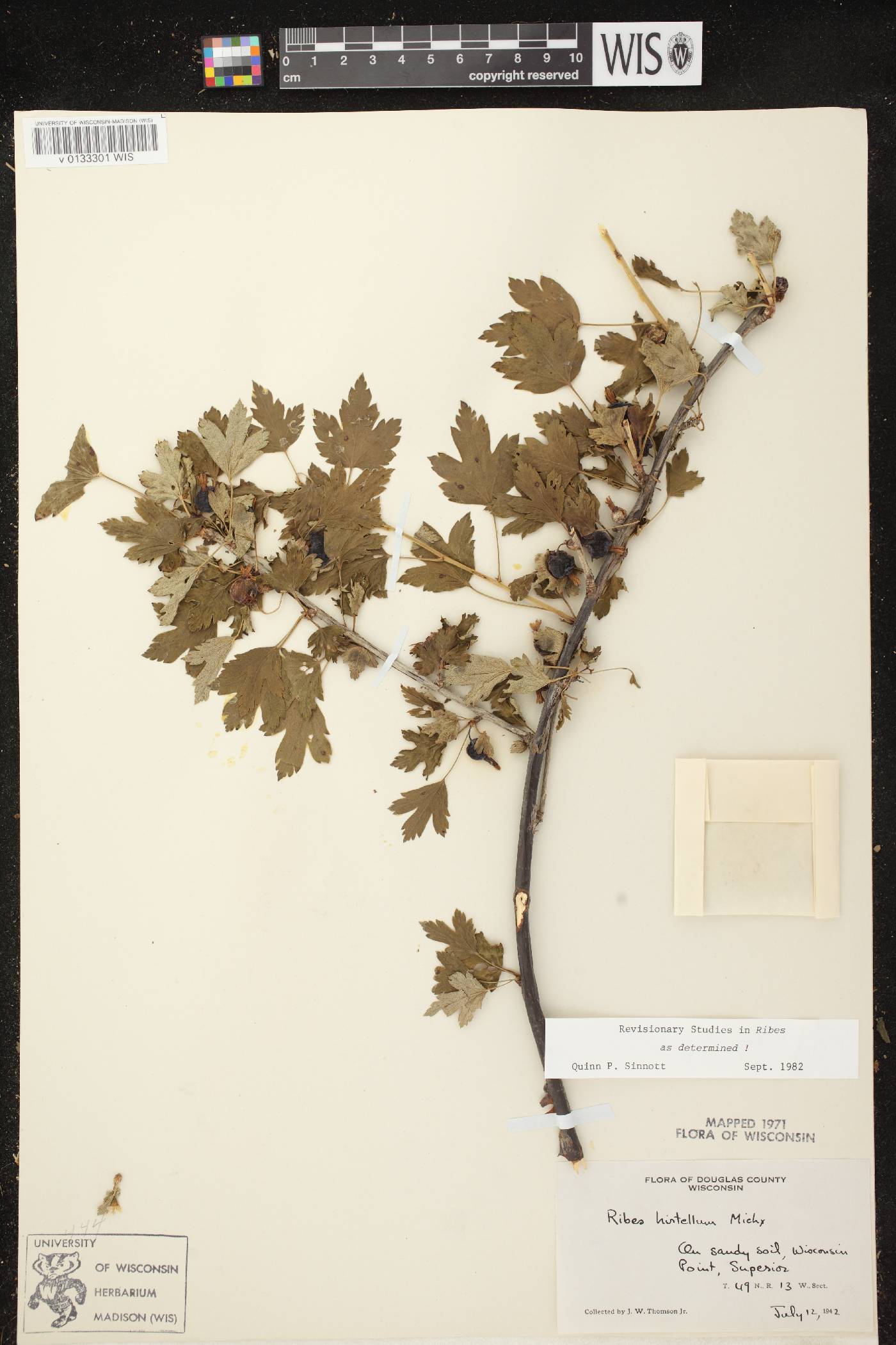 Ribes hirtellum image
