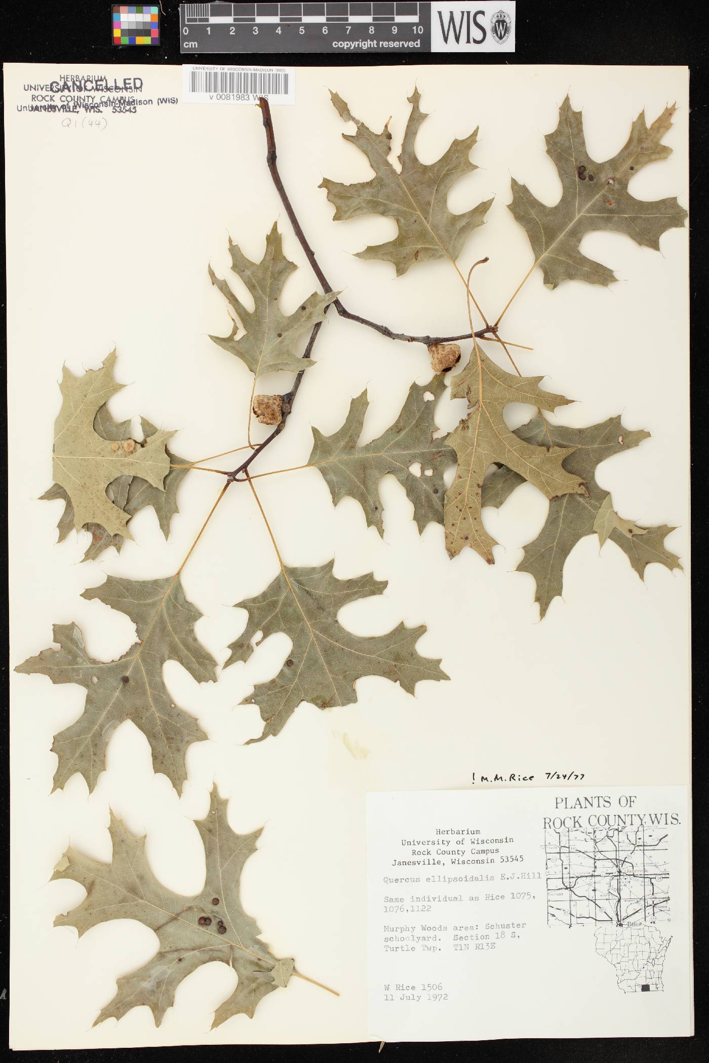 Quercus ellipsoidalis image