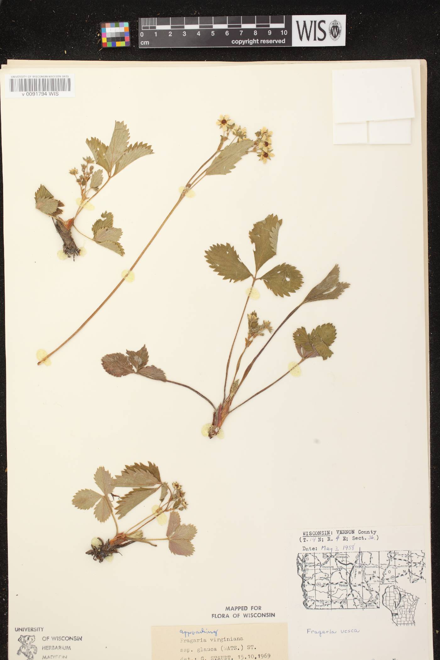 Fragaria virginiana image
