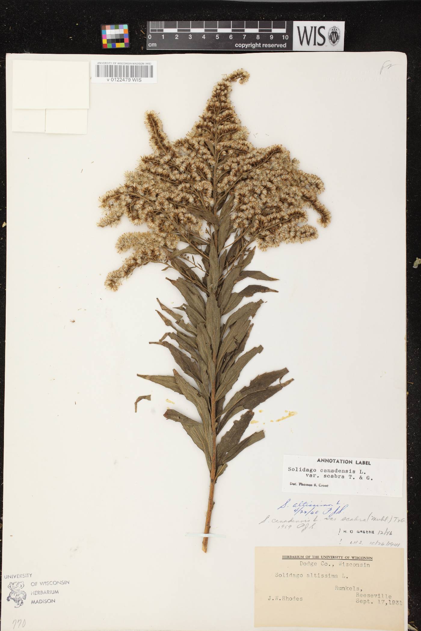 Solidago altissima subsp. altissima image