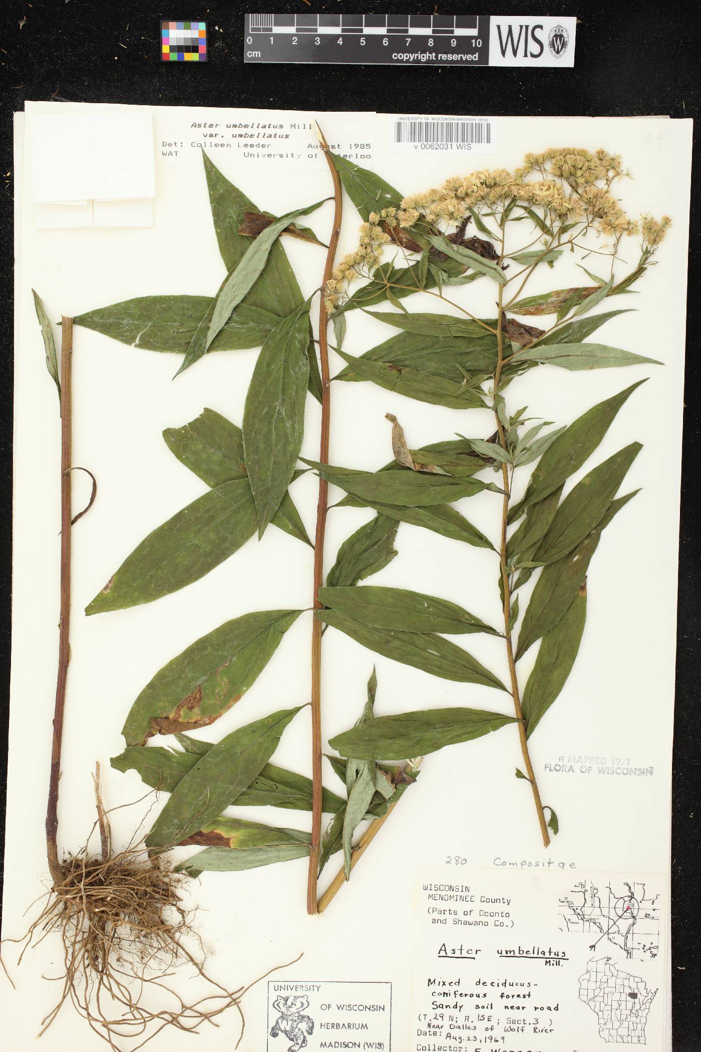 Doellingeria umbellata var. umbellata image