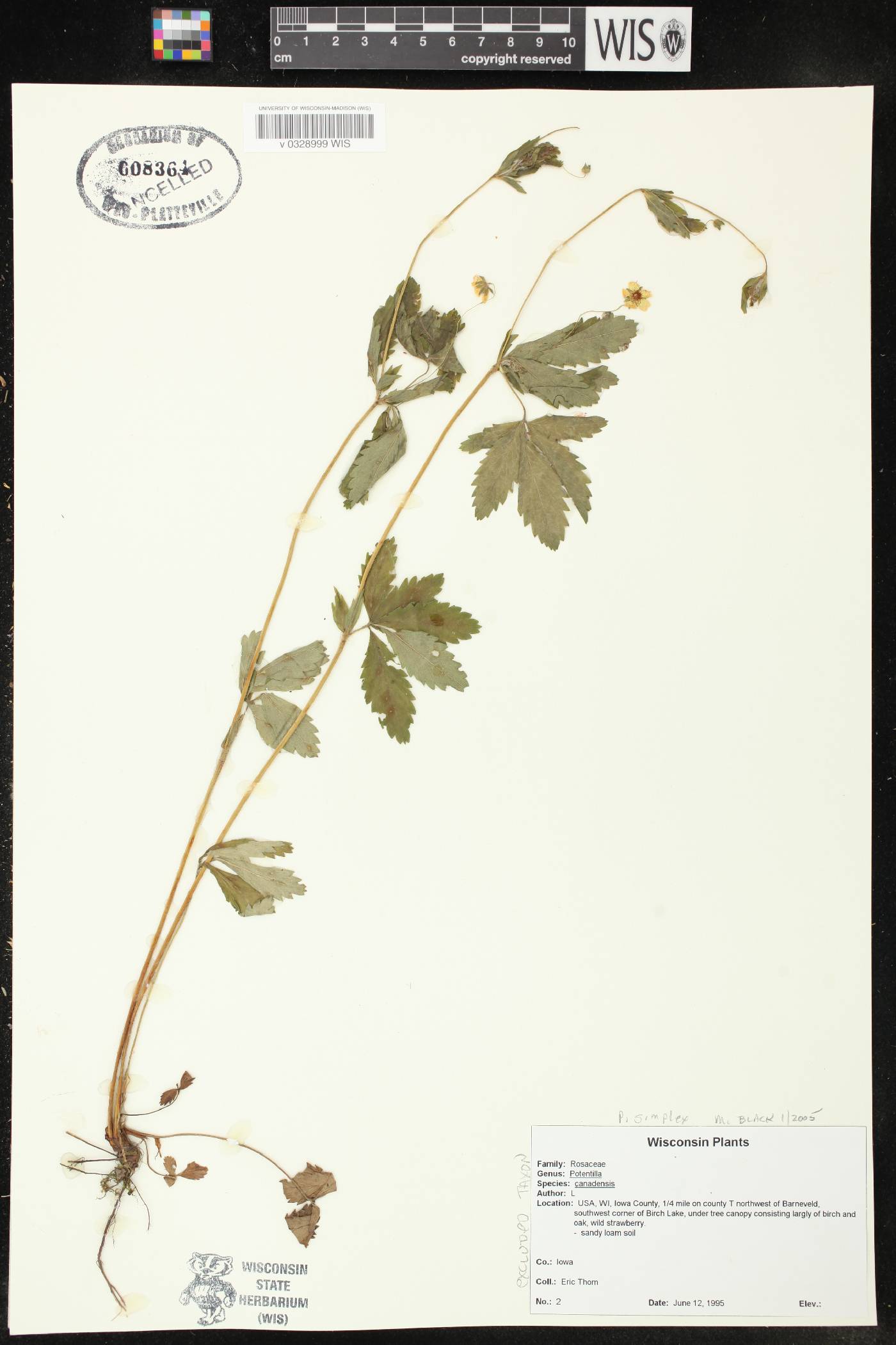 Potentilla simplex image