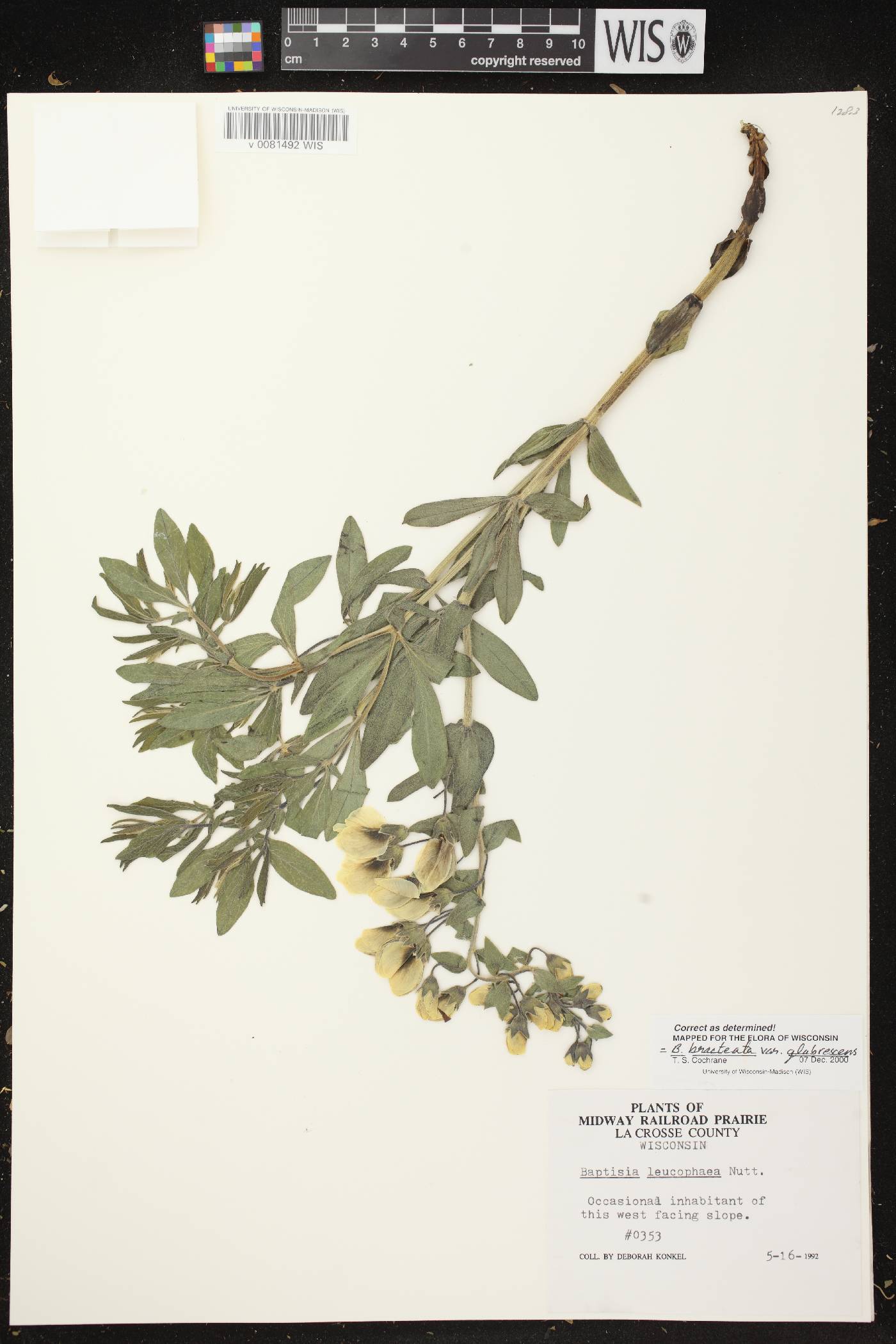 Baptisia leucophaea image