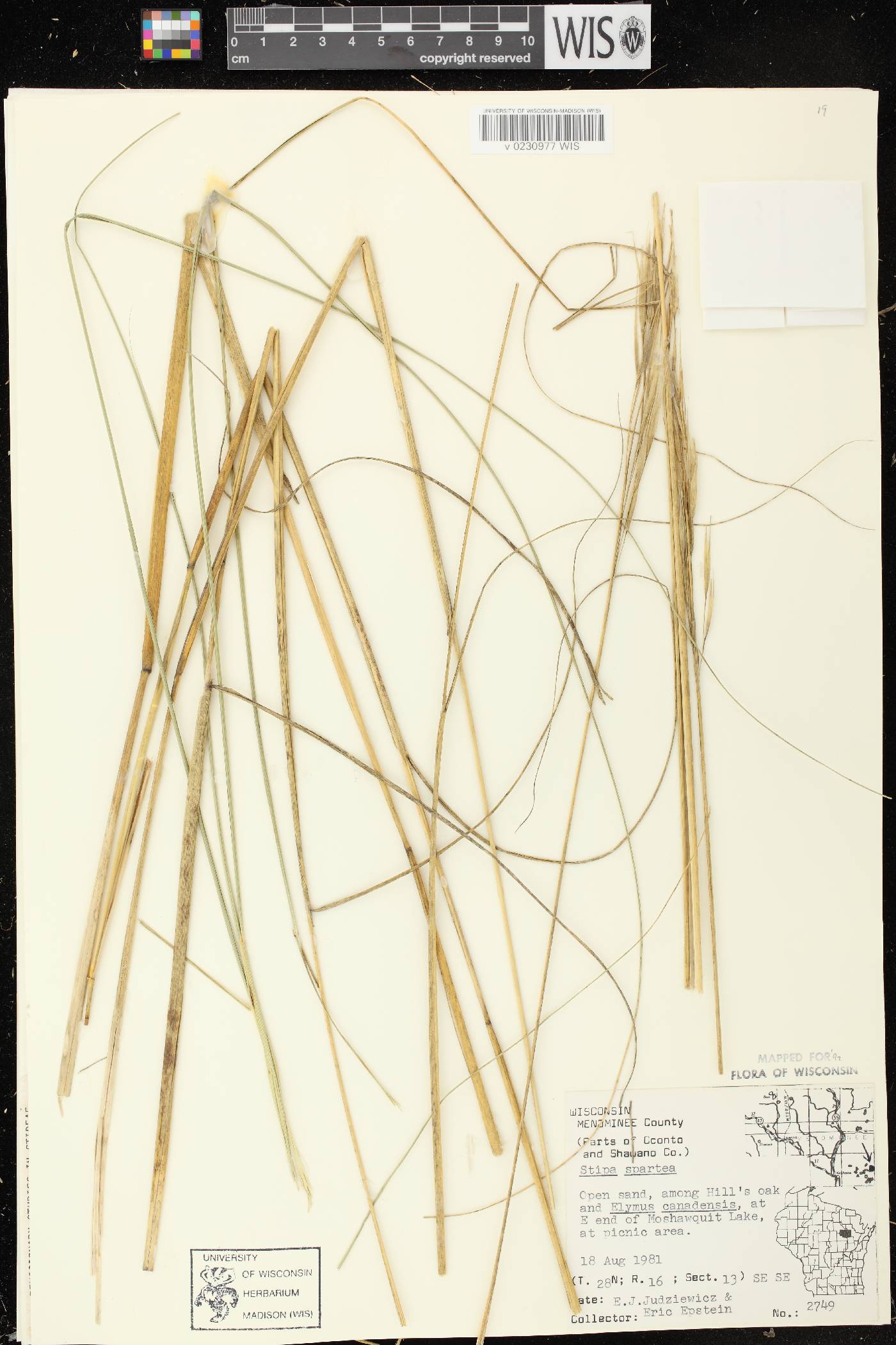 Hesperostipa spartea image