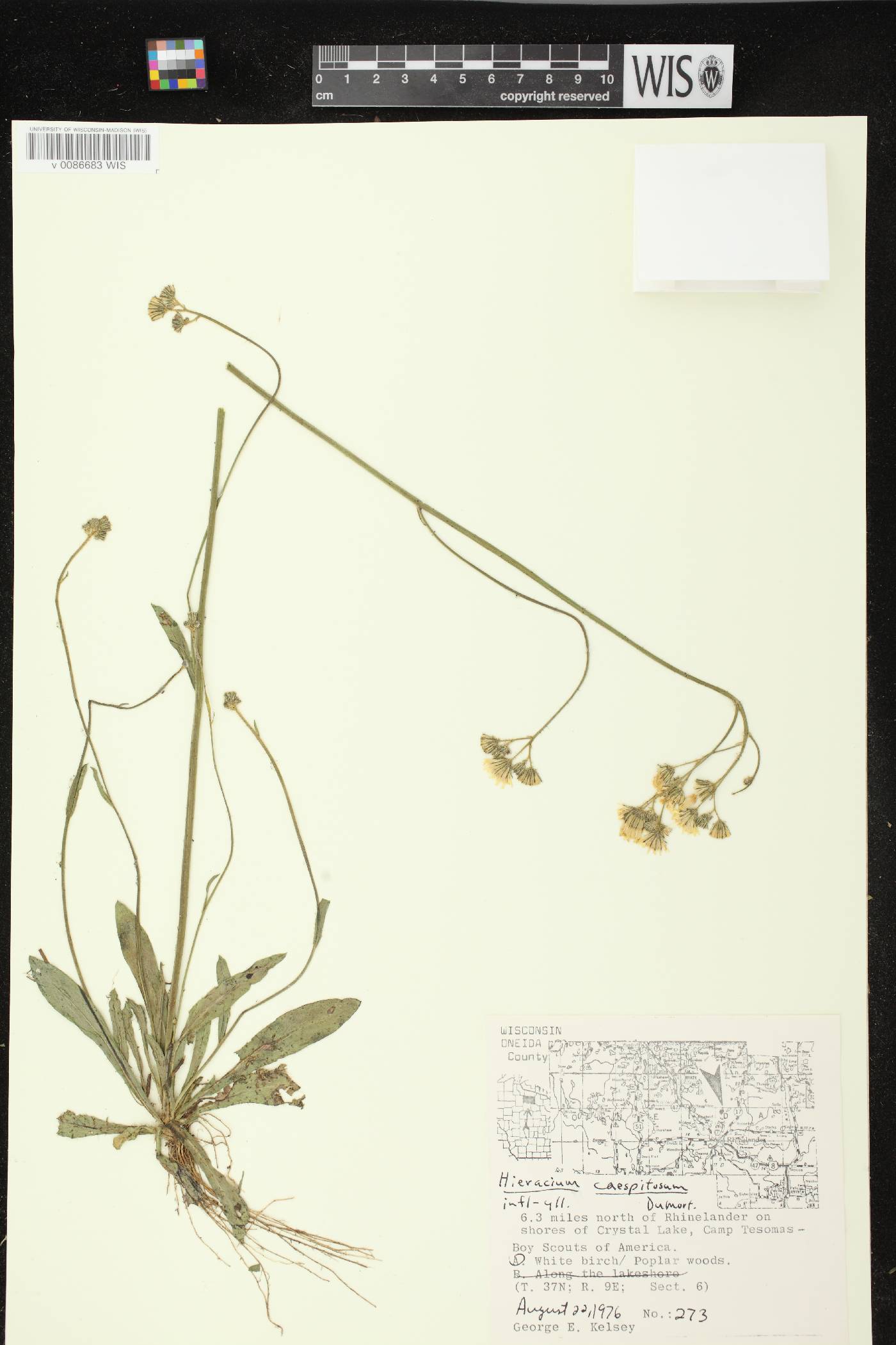 Hieracium caespitosum image