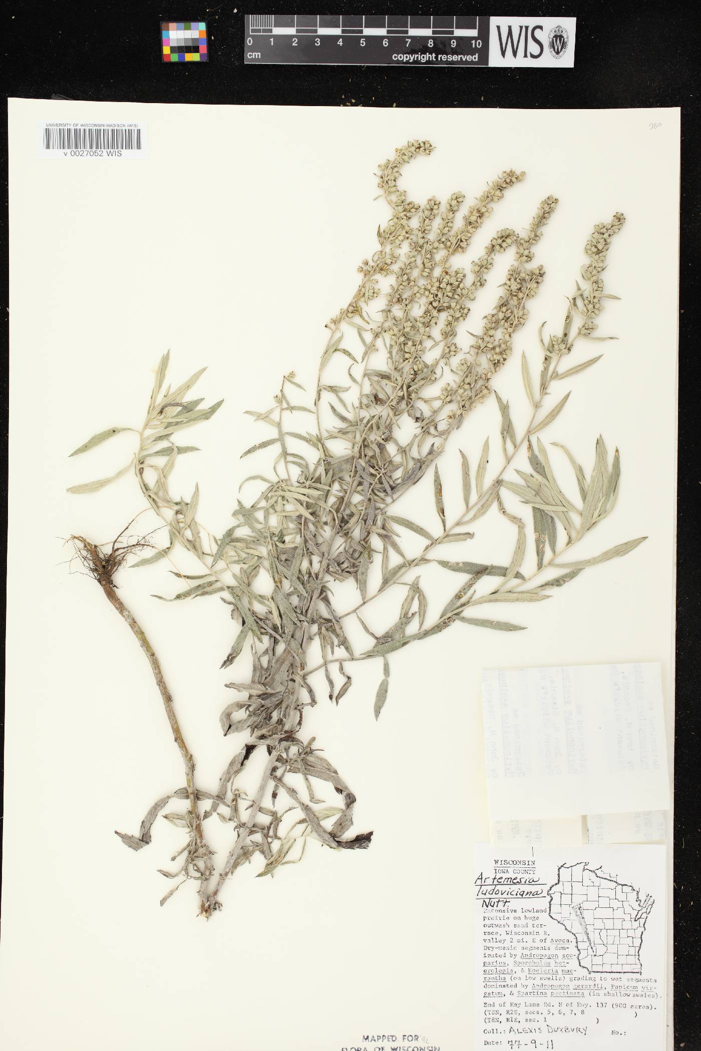 Artemisia ludoviciana image