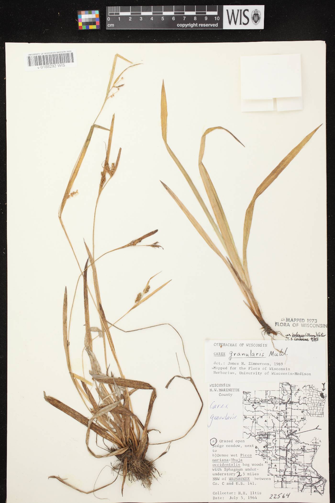Carex granularis image