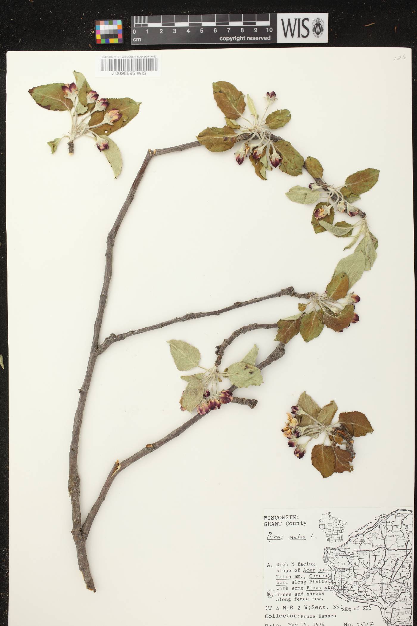 Malus pumila image