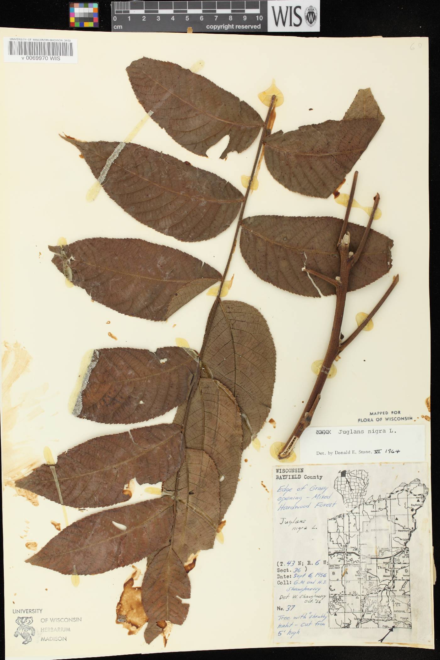Juglans nigra image