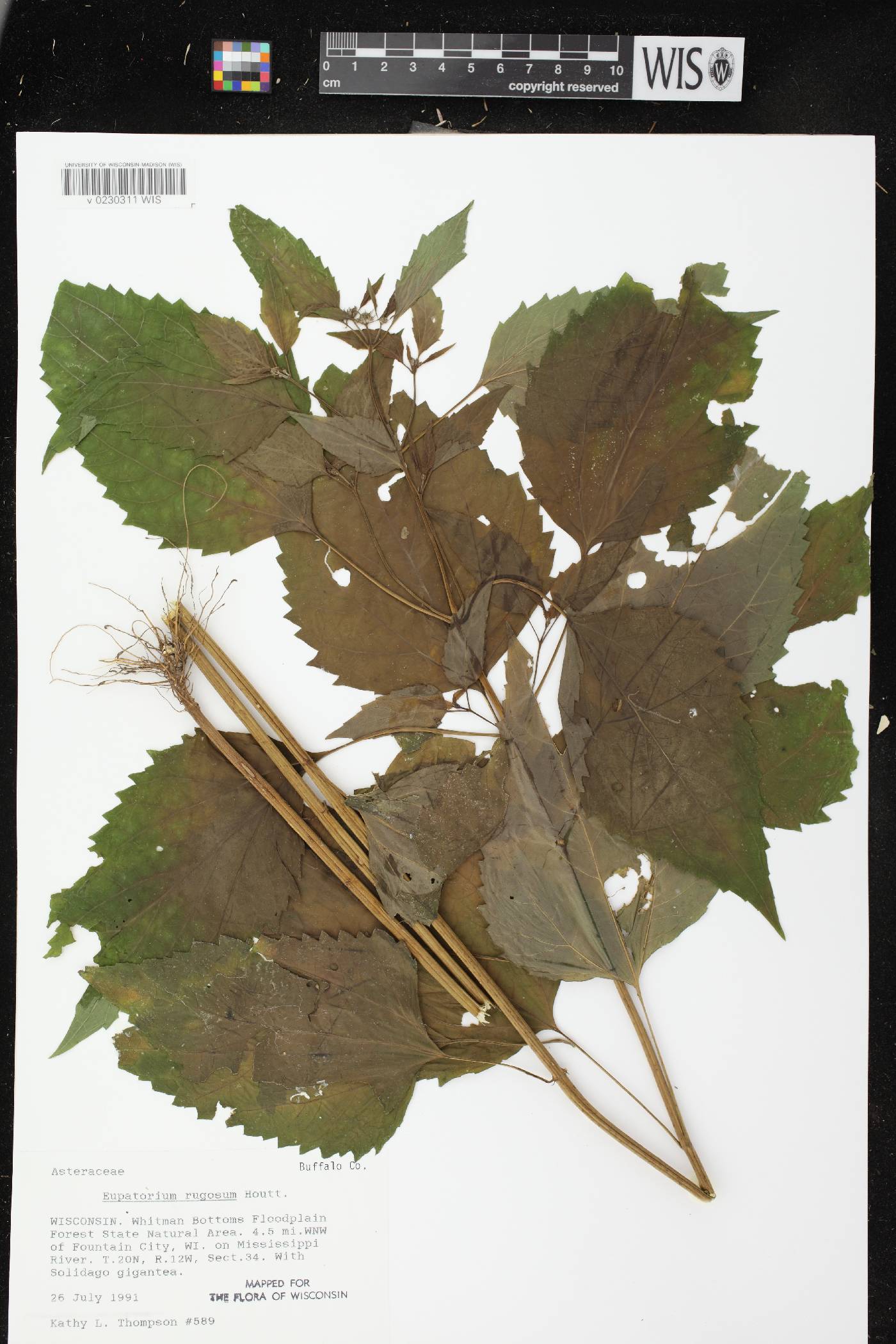 Ageratina altissima subsp. altissima image